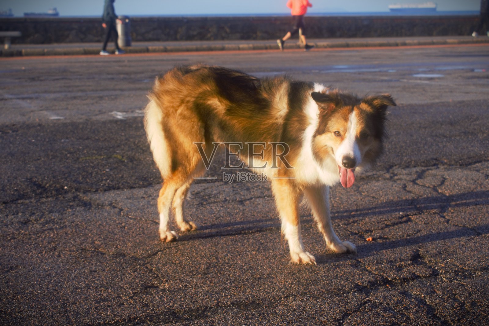 晨光下的边境牧羊犬照片摄影图片