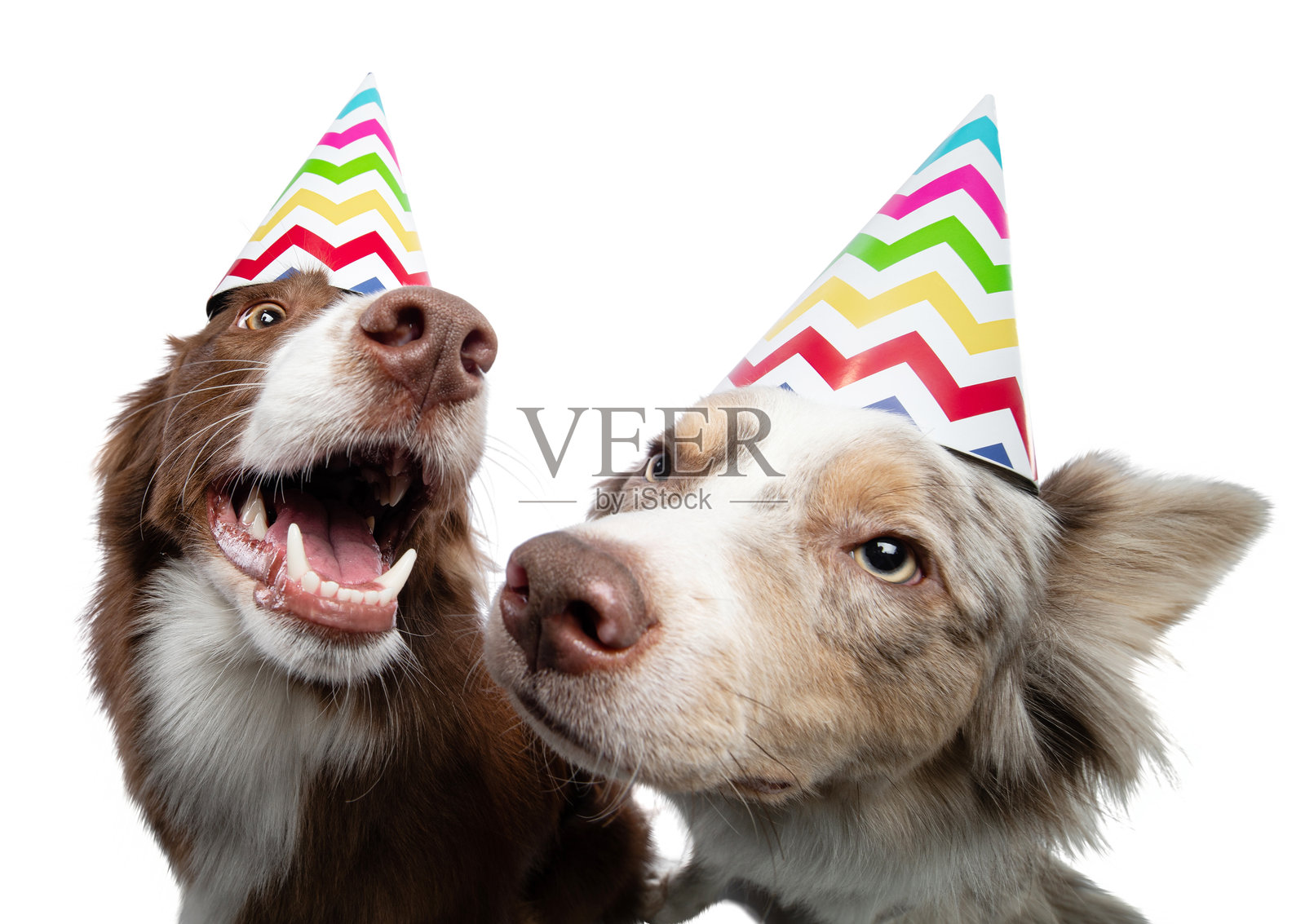两只戴着节日帽的滑稽狗。白底的边境牧羊犬照片摄影图片