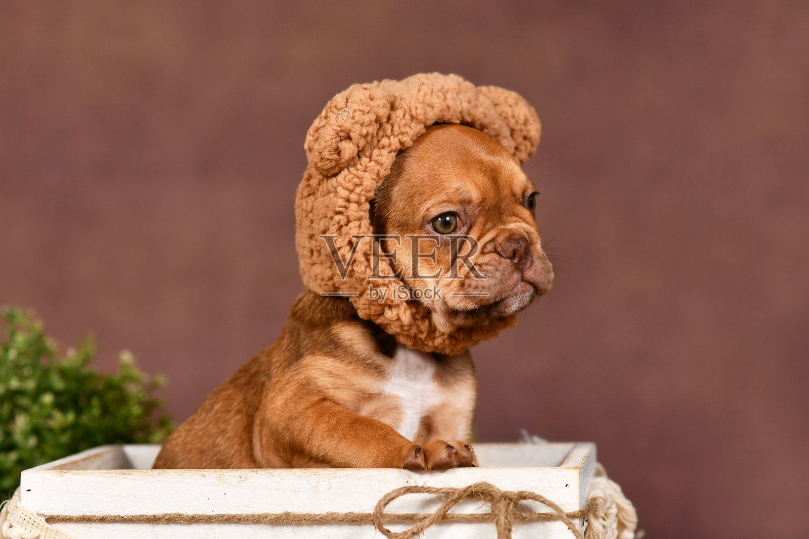 可爱的法国斗牛犬小狗戴着泰迪熊服装帽子照片摄影图片