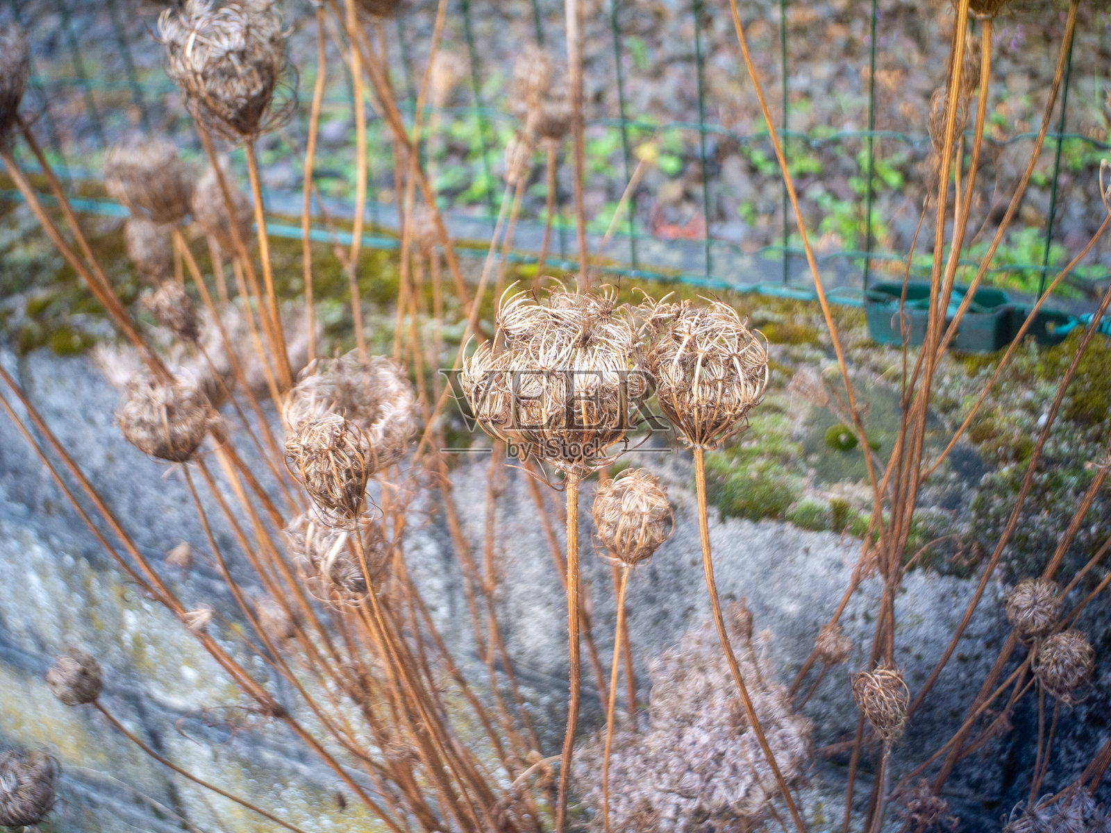 特写野花照片摄影图片