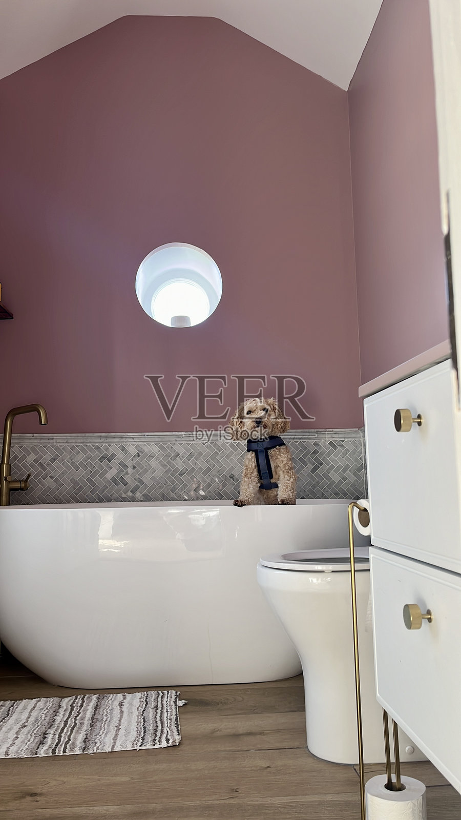 小狗洗澡时间照片摄影图片