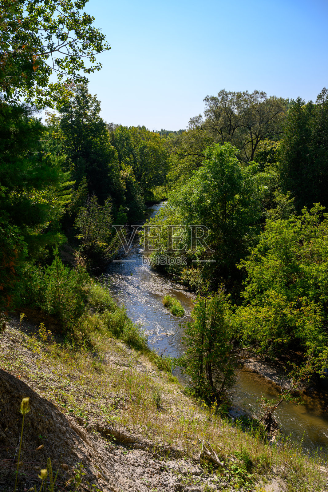 安大略省的鲑鱼洄游 - 一条流入安大略湖的小溪照片摄影图片