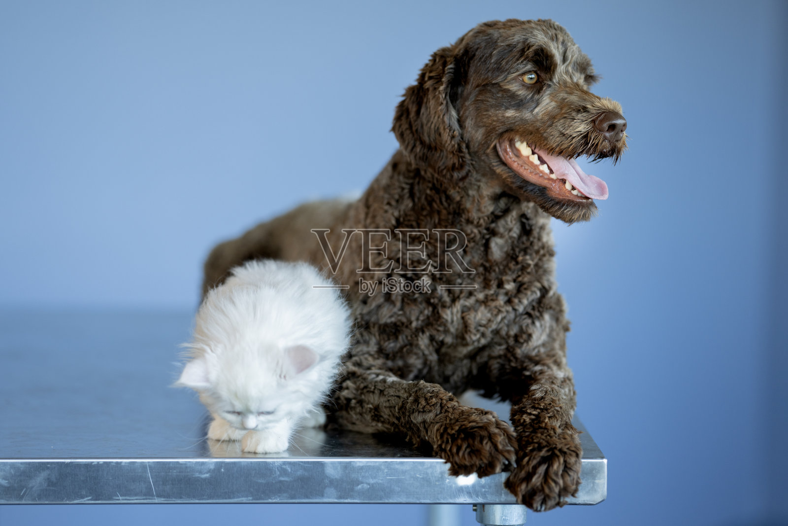 等待兽医照片摄影图片