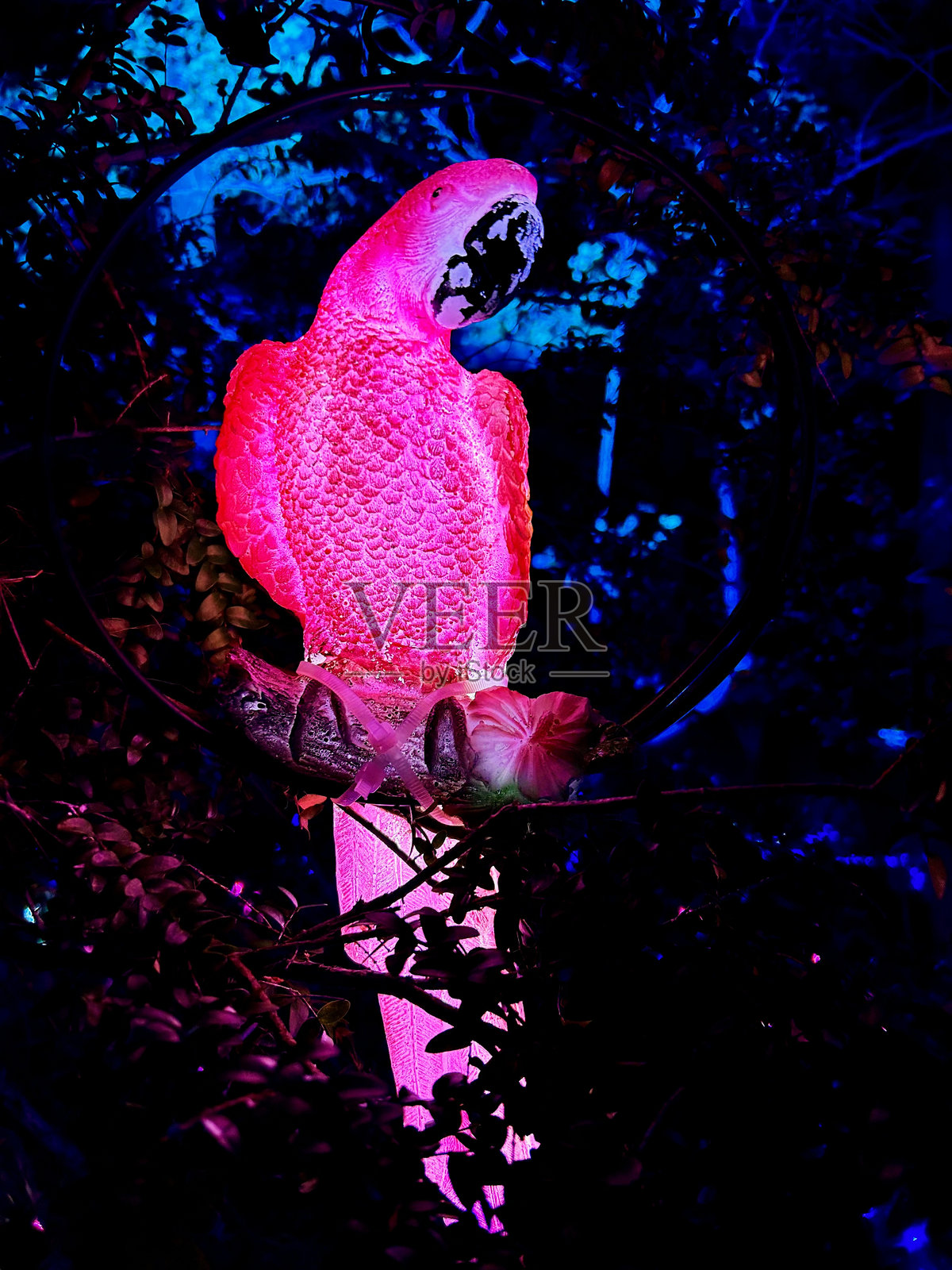 新西兰尼尔森市的光与声体验节 - 迷失的花园照片摄影图片