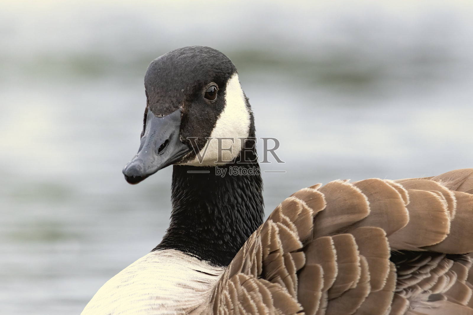 加拿大鹅（Branta canadensis）特写照片摄影图片