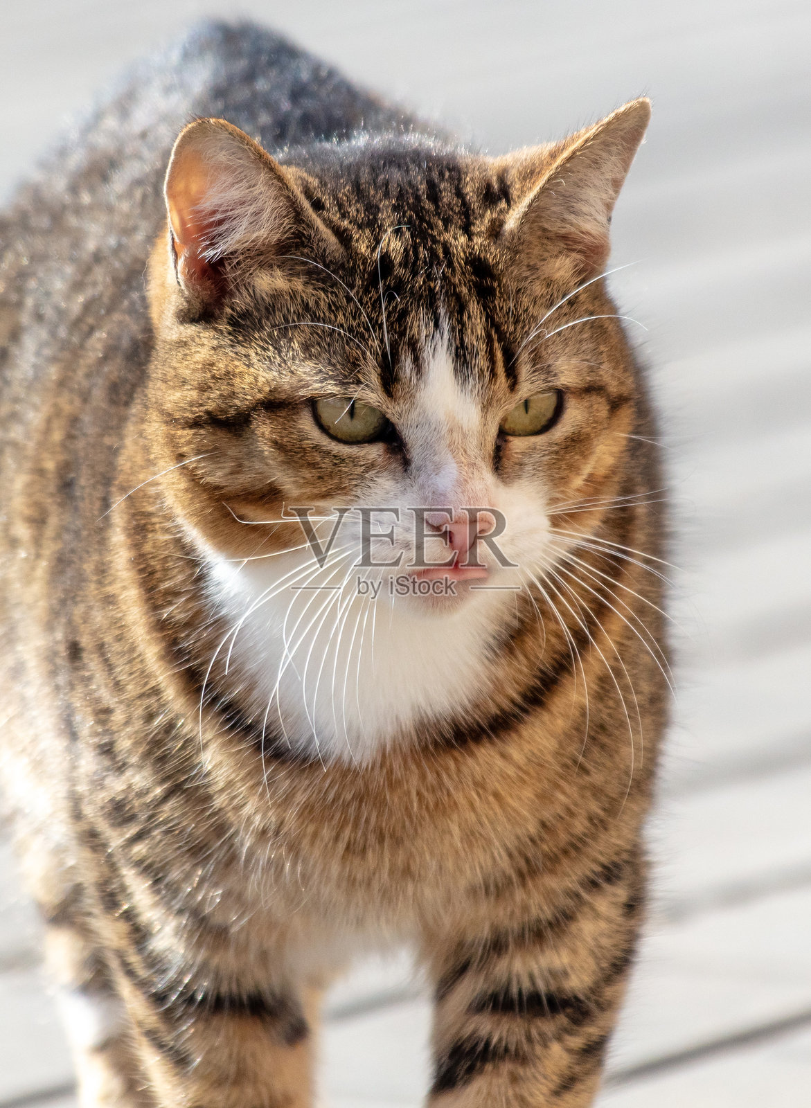 一只猫在城市里的肖像照片摄影图片