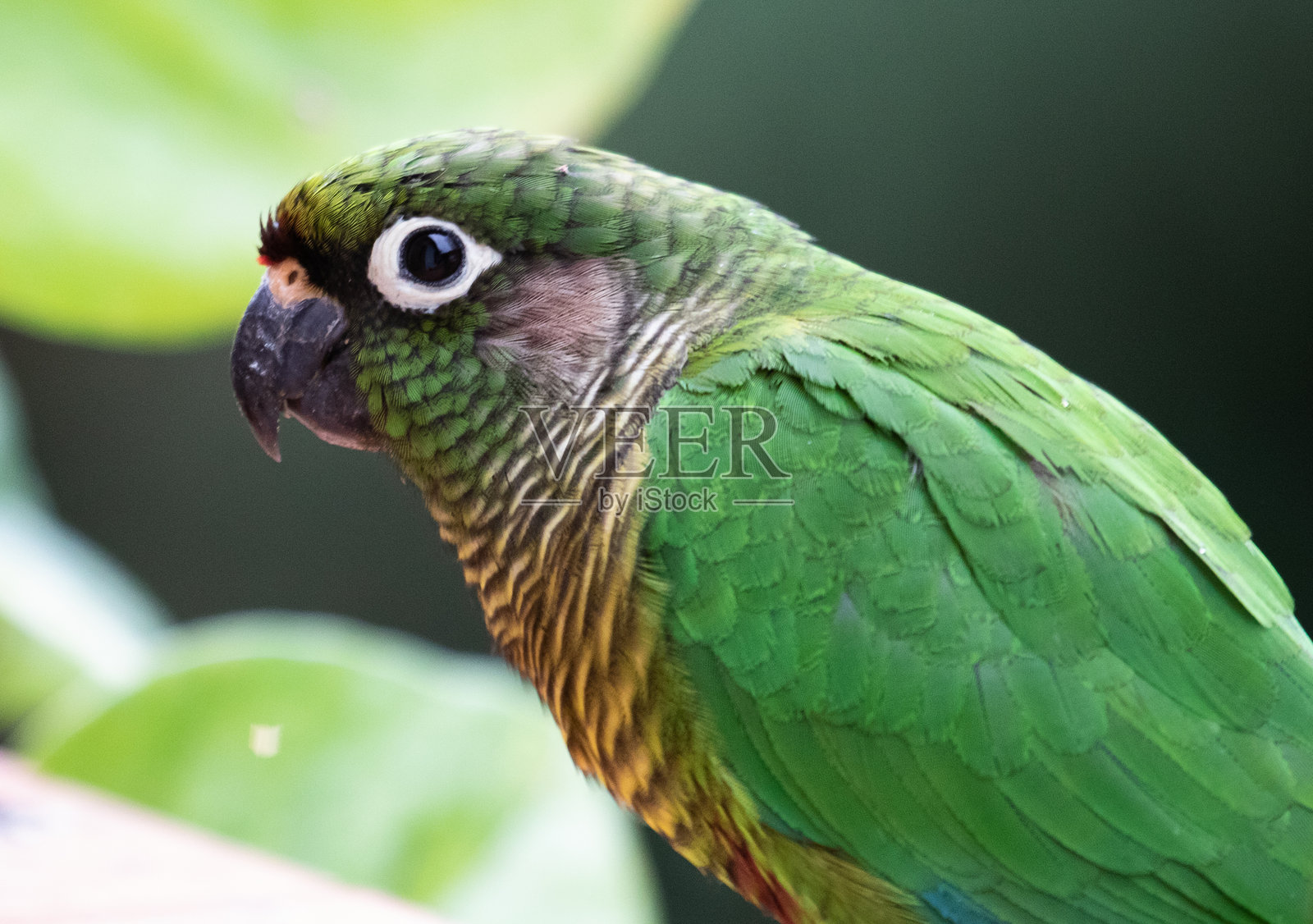 鹦鹉照片摄影图片