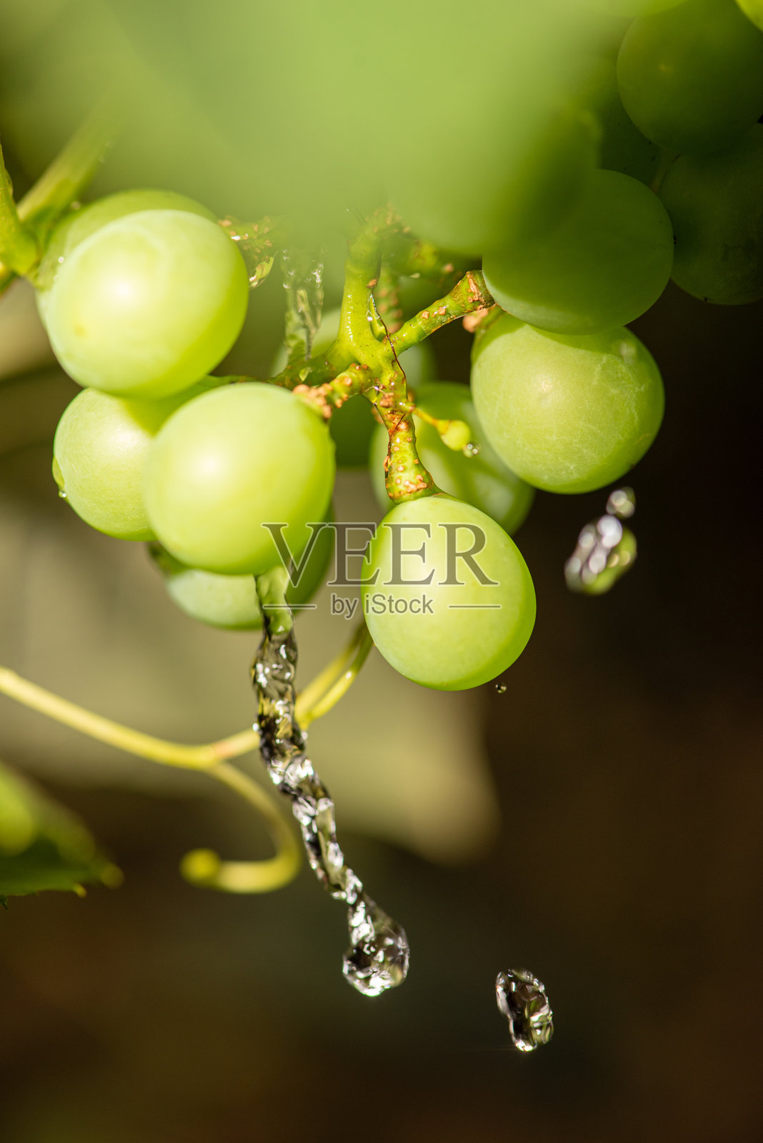 带水珠的葡萄，美丽的葡萄盒上水珠形成了美丽的图案。选择性对焦。照片摄影图片