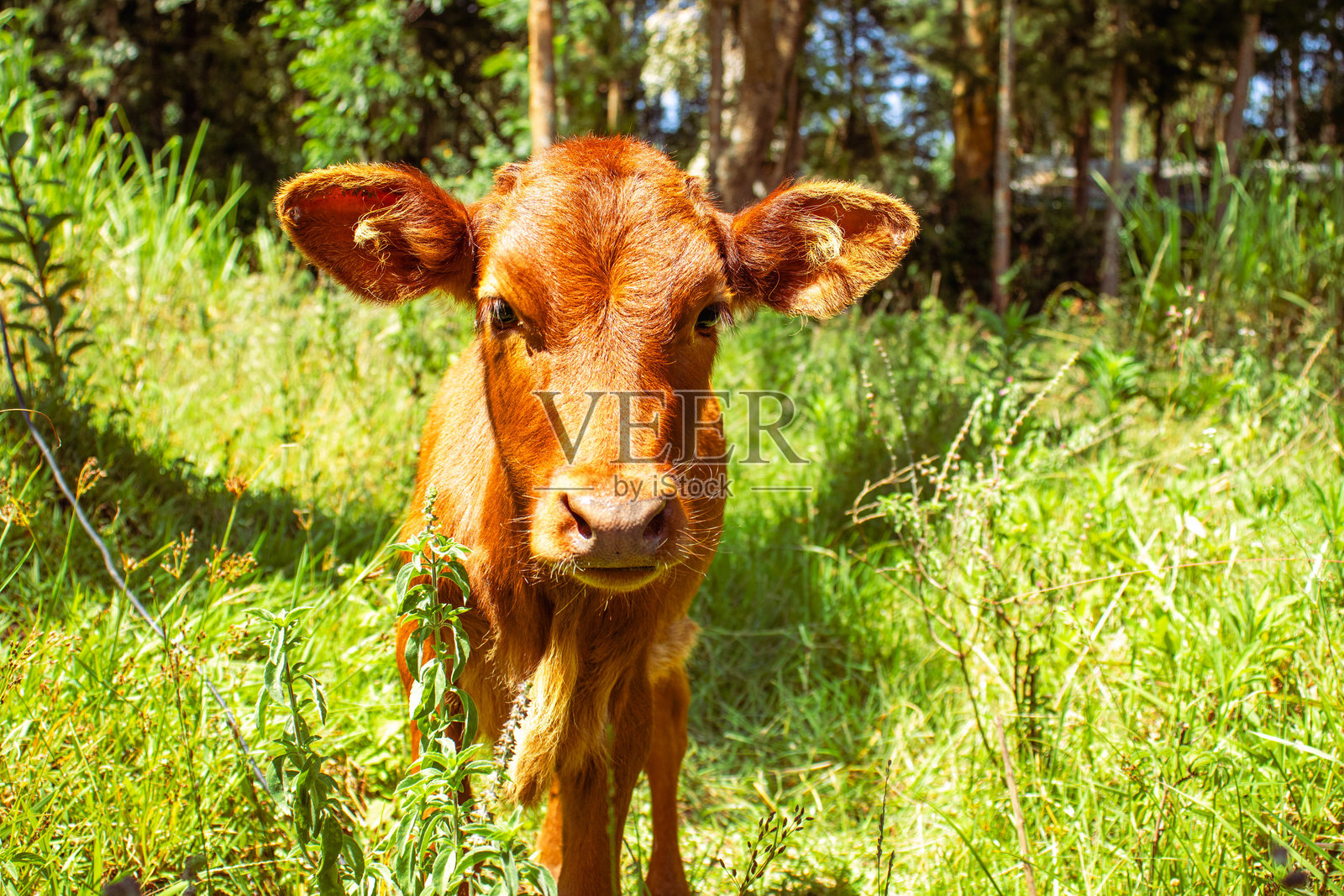 一只可爱的棕色小牛在晴朗的夏日草地上。照片摄影图片