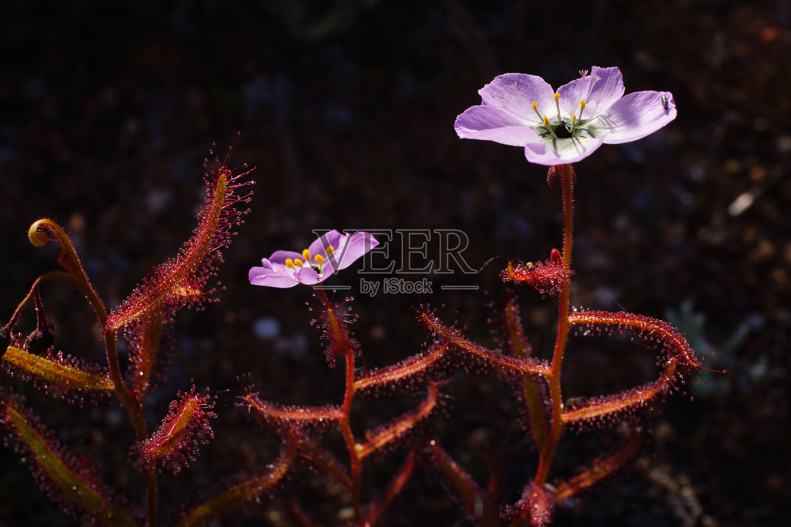 罂粟花露珠（Drosera cistiflora），在阳光下展现出粘性红色叶子和粉色花朵，南非西开普省照片摄影图片