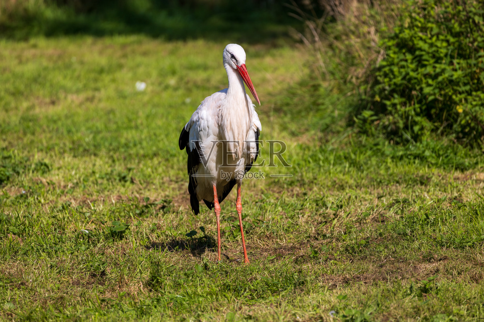 白鹳站在草地上。照片摄影图片