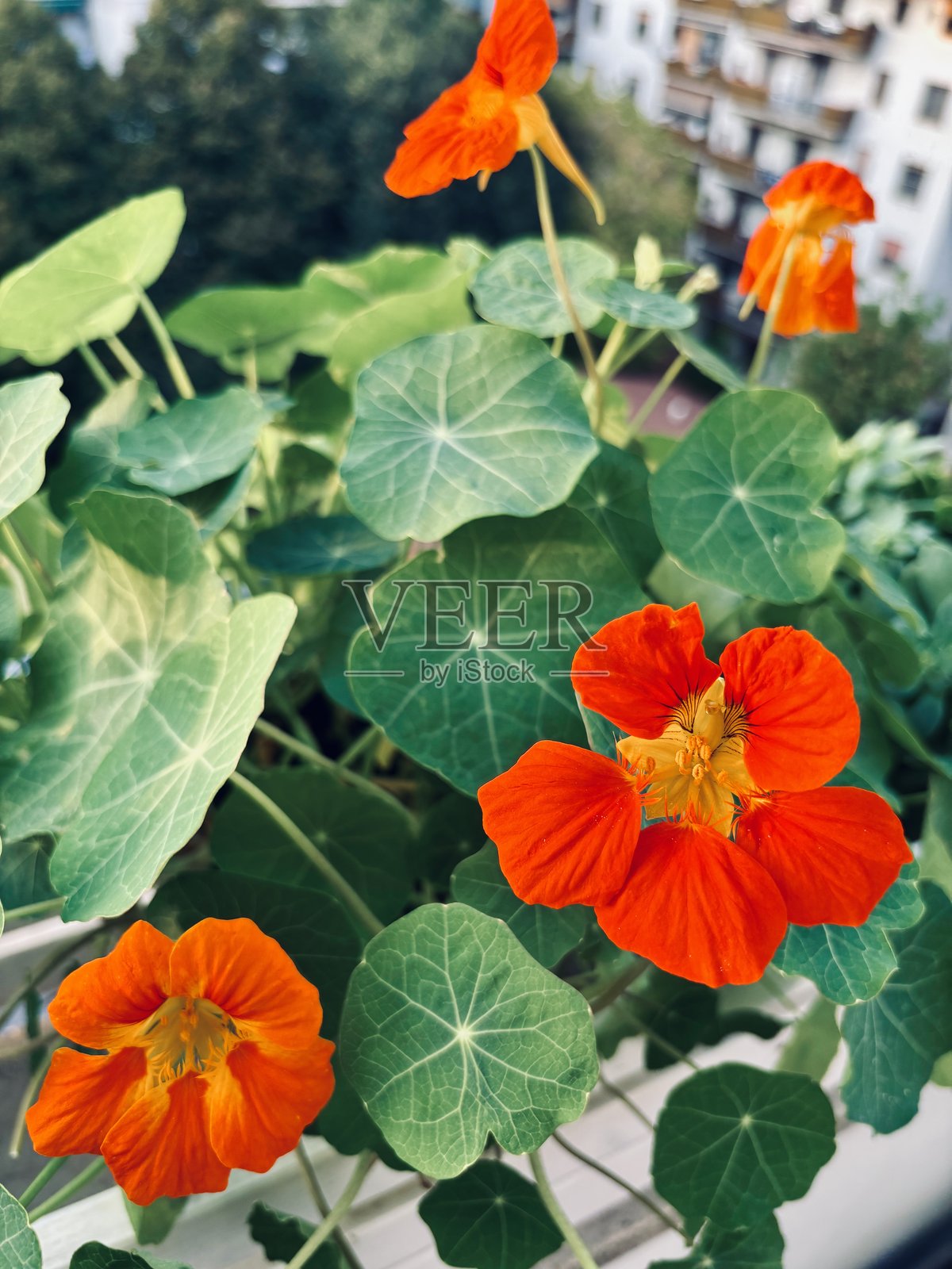 阳台上的橙色金莲花。照片摄影图片