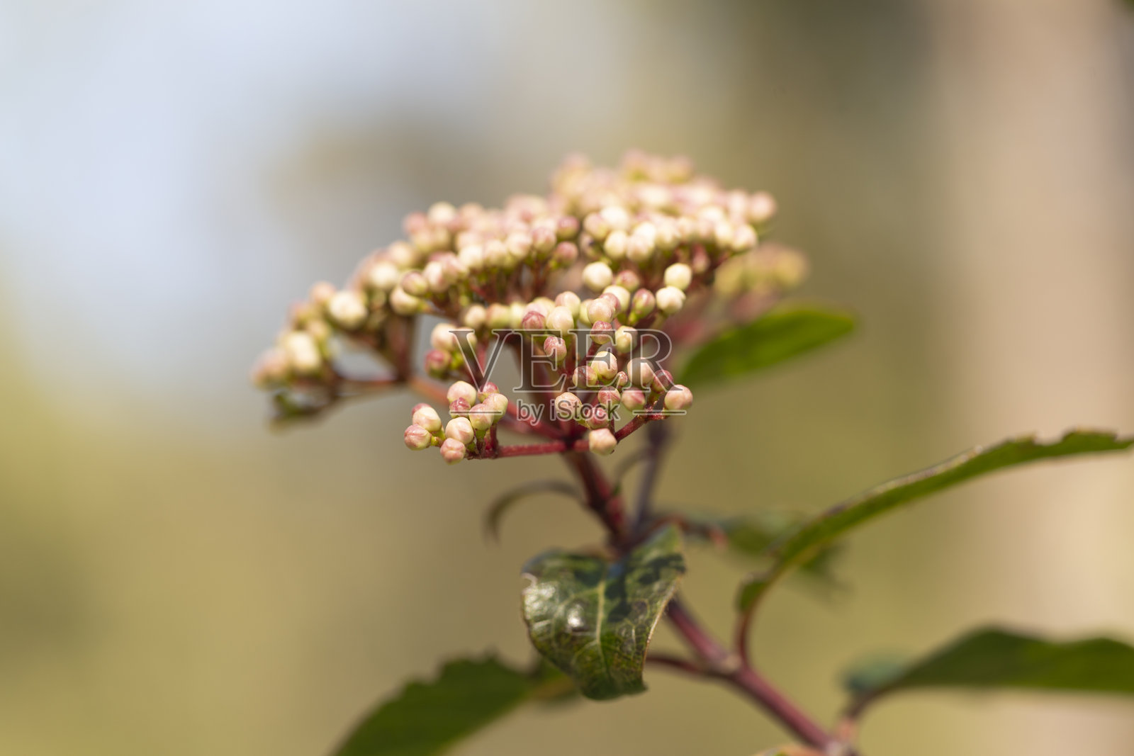 灌木枝条的细节，带有未开放的花蕾，聚集在一起。选择性对焦。照片摄影图片