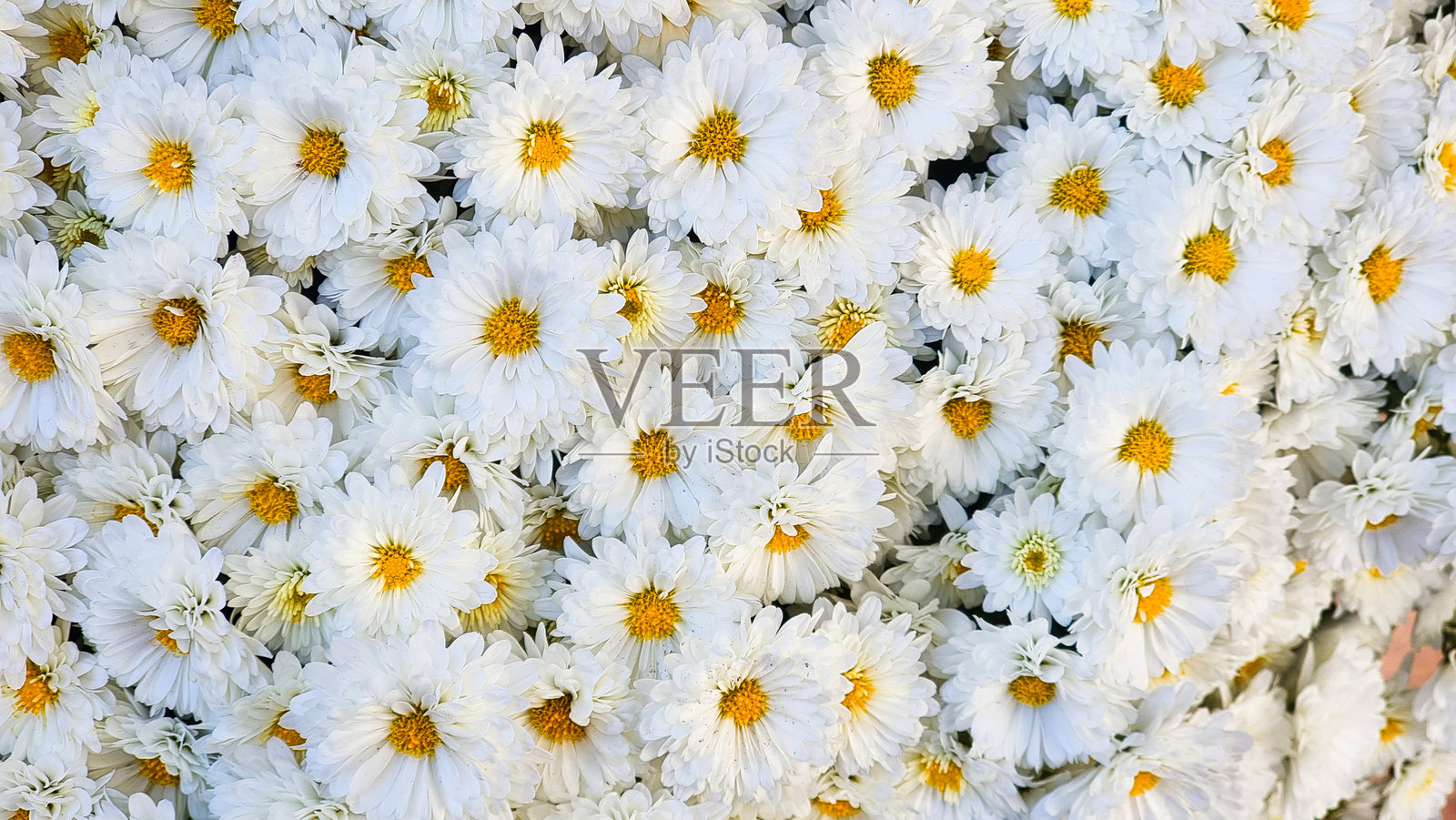 白色背景上的许多菊花照片摄影图片