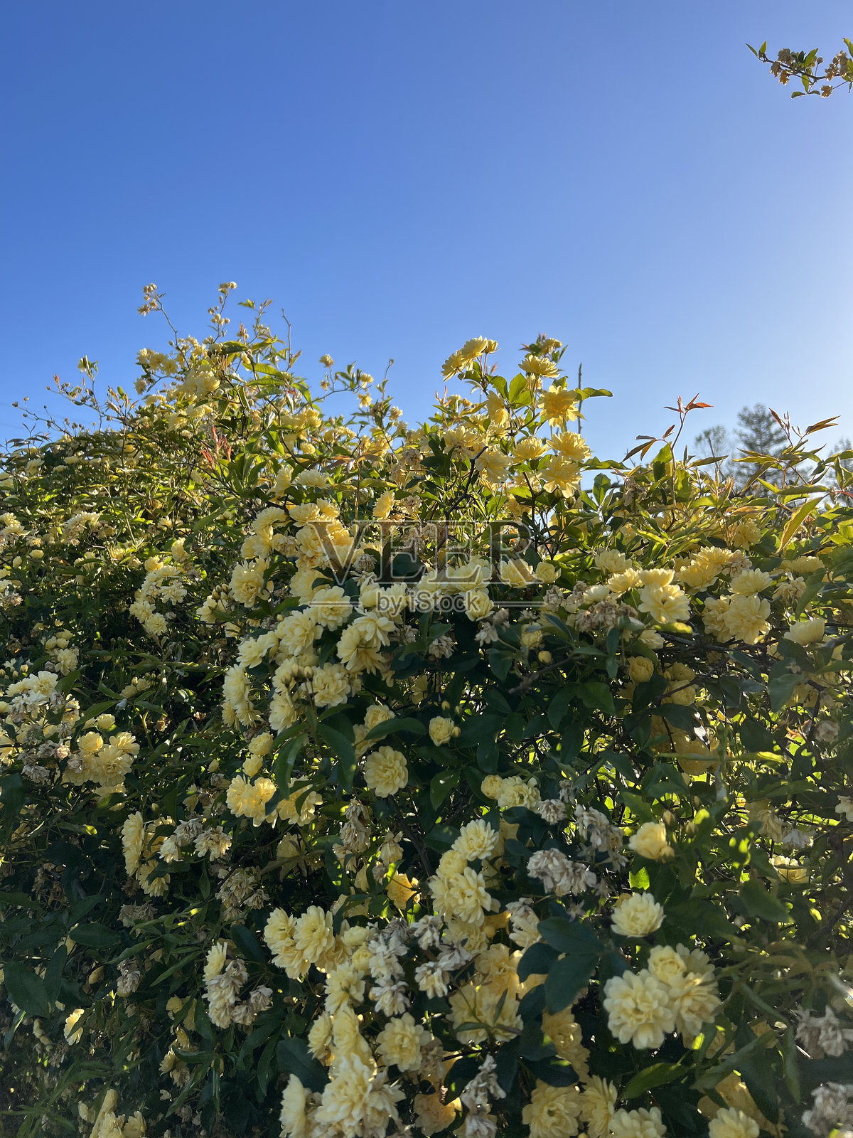 黄色和白色的花朵在篱笆上盛开照片摄影图片