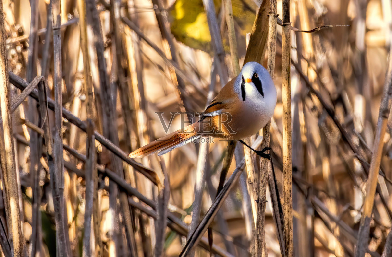 胡须鹀（Panurus biarmicus）在自然栖息地中照片摄影图片