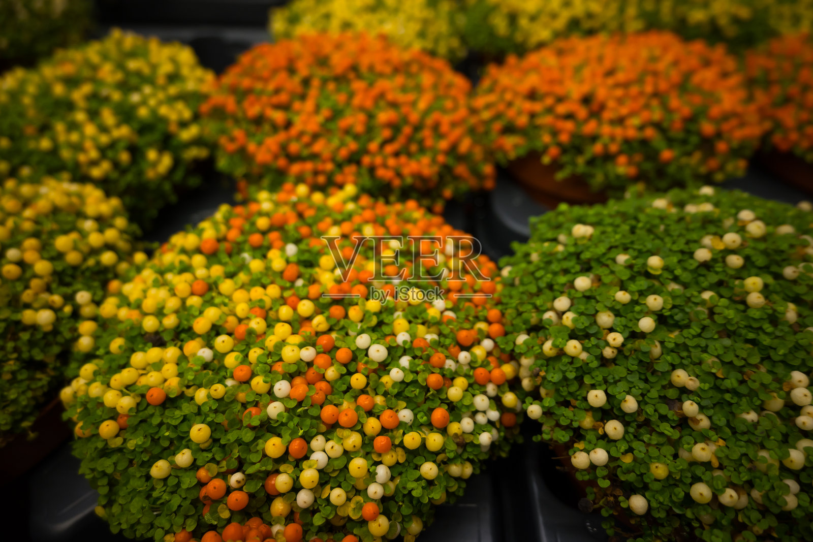 珊瑚珠植物和针垫植物的Nertera granadensis，英文名为婴儿眼泪，作为家居生态植物的概念。与室内植物一起的环保生活。橙色和白色浆果与绿色苔藓。照片摄影图片