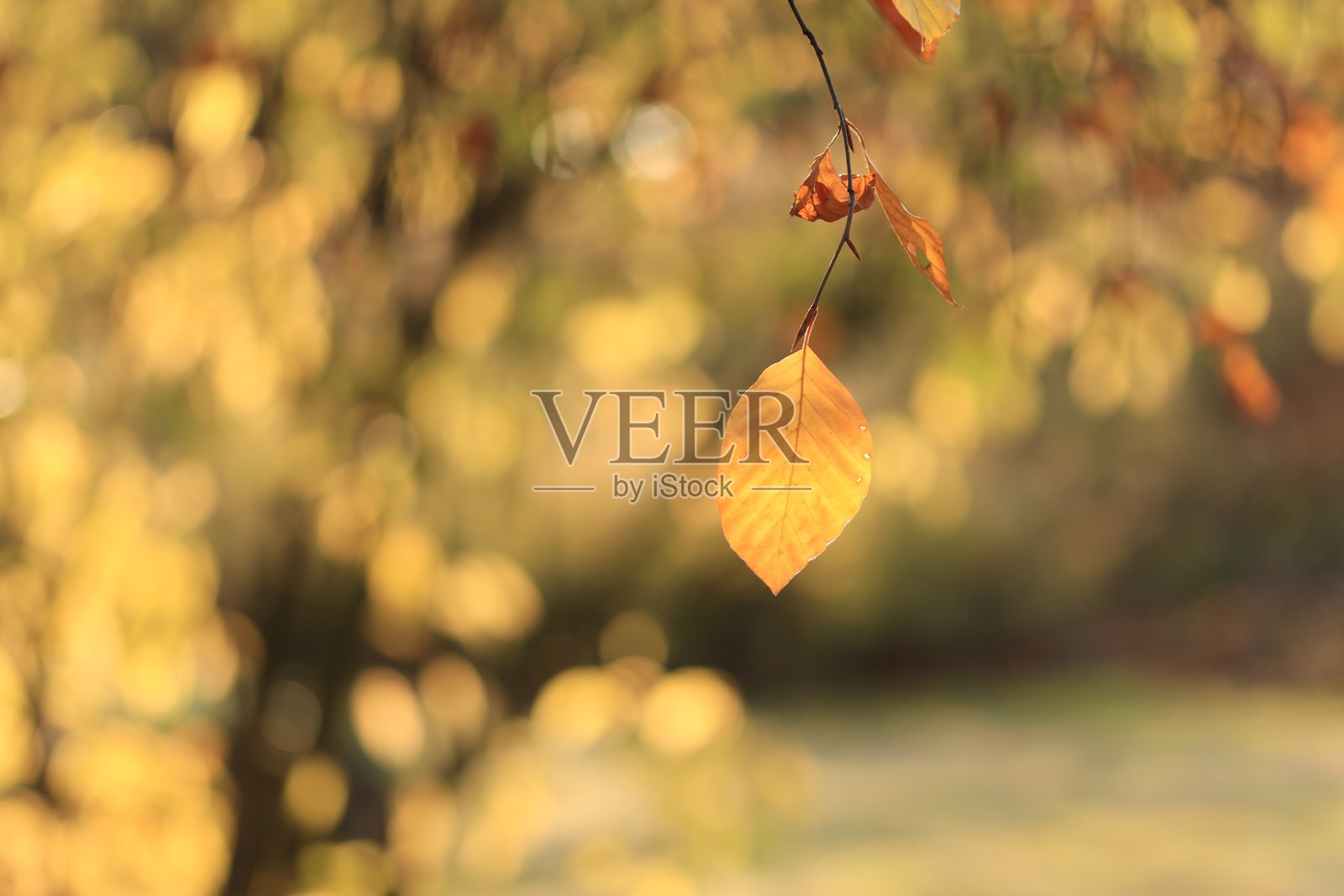 森林中的秋天色彩，明亮的秋季黄色，阳光下闪耀的黄橙色树叶，阳光照耀着一片黄色的叶子，山毛榉树的金色叶子照片摄影图片