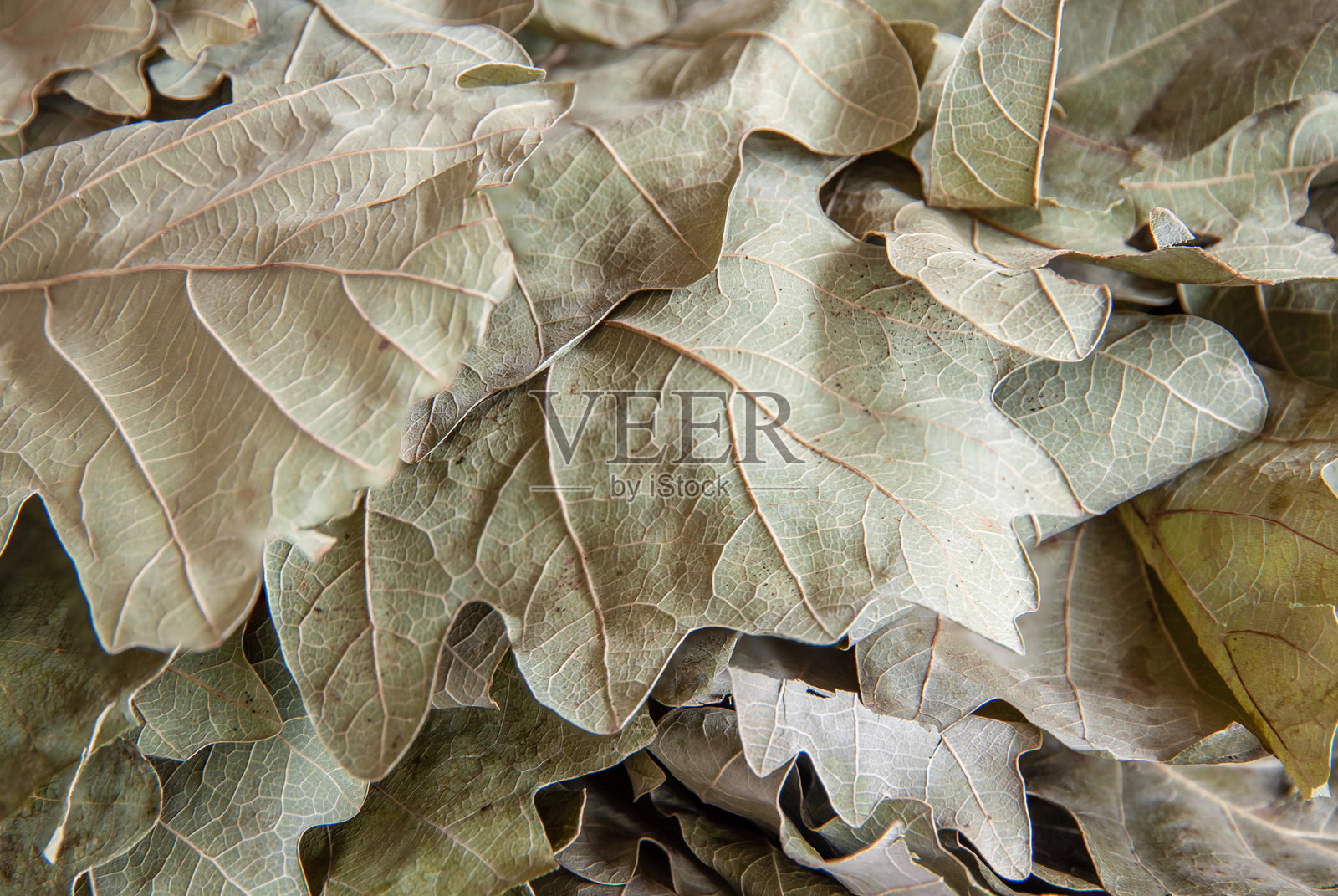 浴扫帚上的干橡树叶特写照片摄影图片