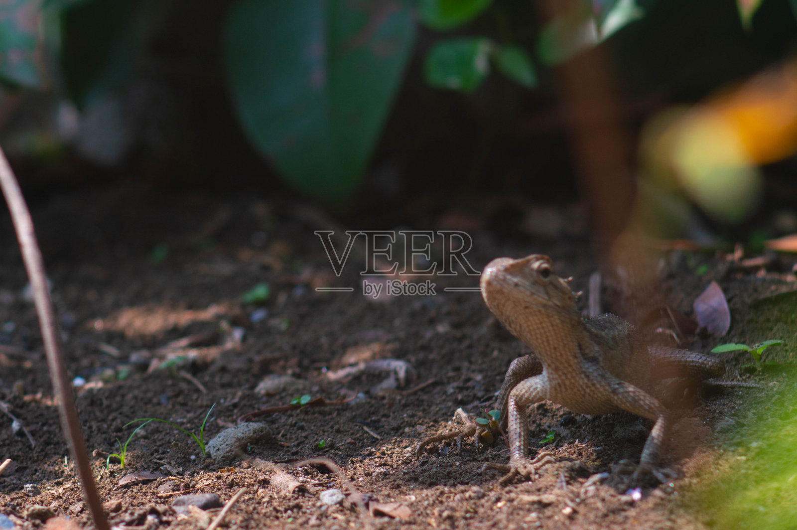 变色龙或野生蜥蜴。在印度尼西亚生存和繁衍的入侵动物。照片摄影图片