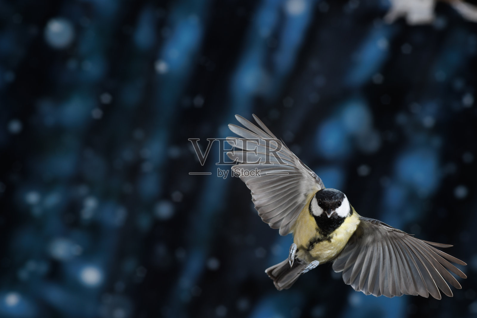 飞翔中的鸟照片摄影图片