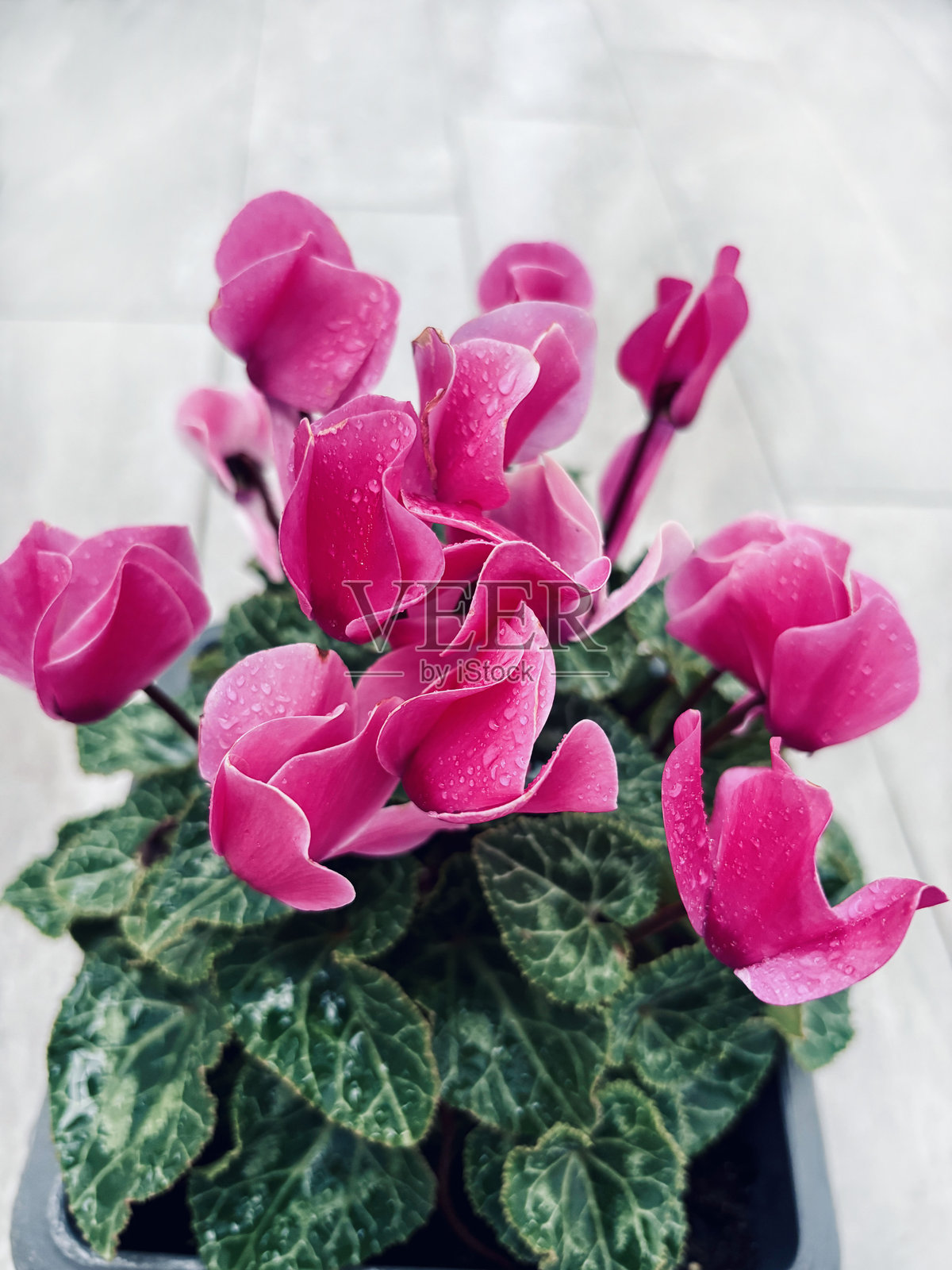 粉色的仙客来。照片摄影图片