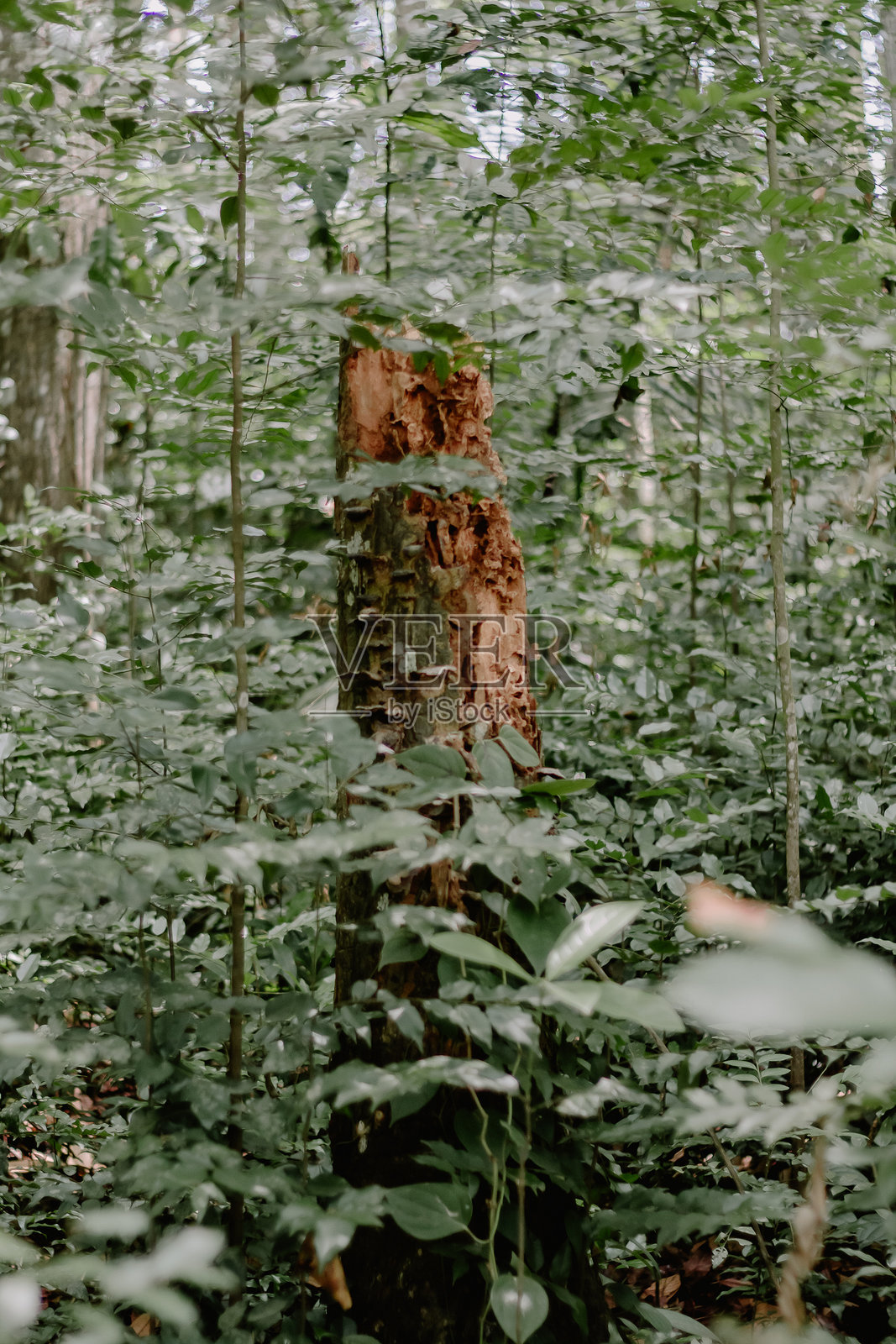 森林里一棵枯树的肖像照片摄影图片