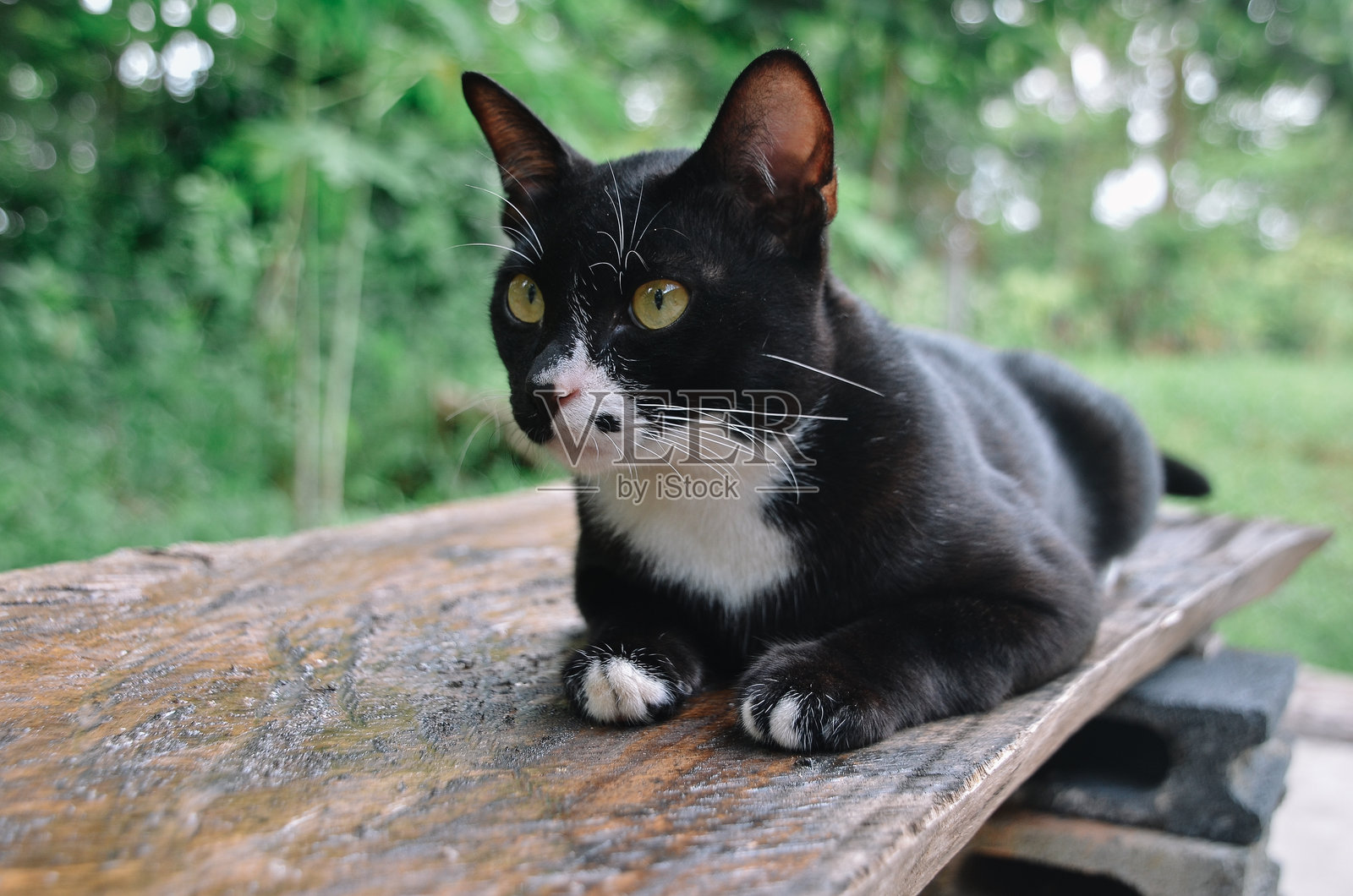 泰国黑猫照片摄影图片