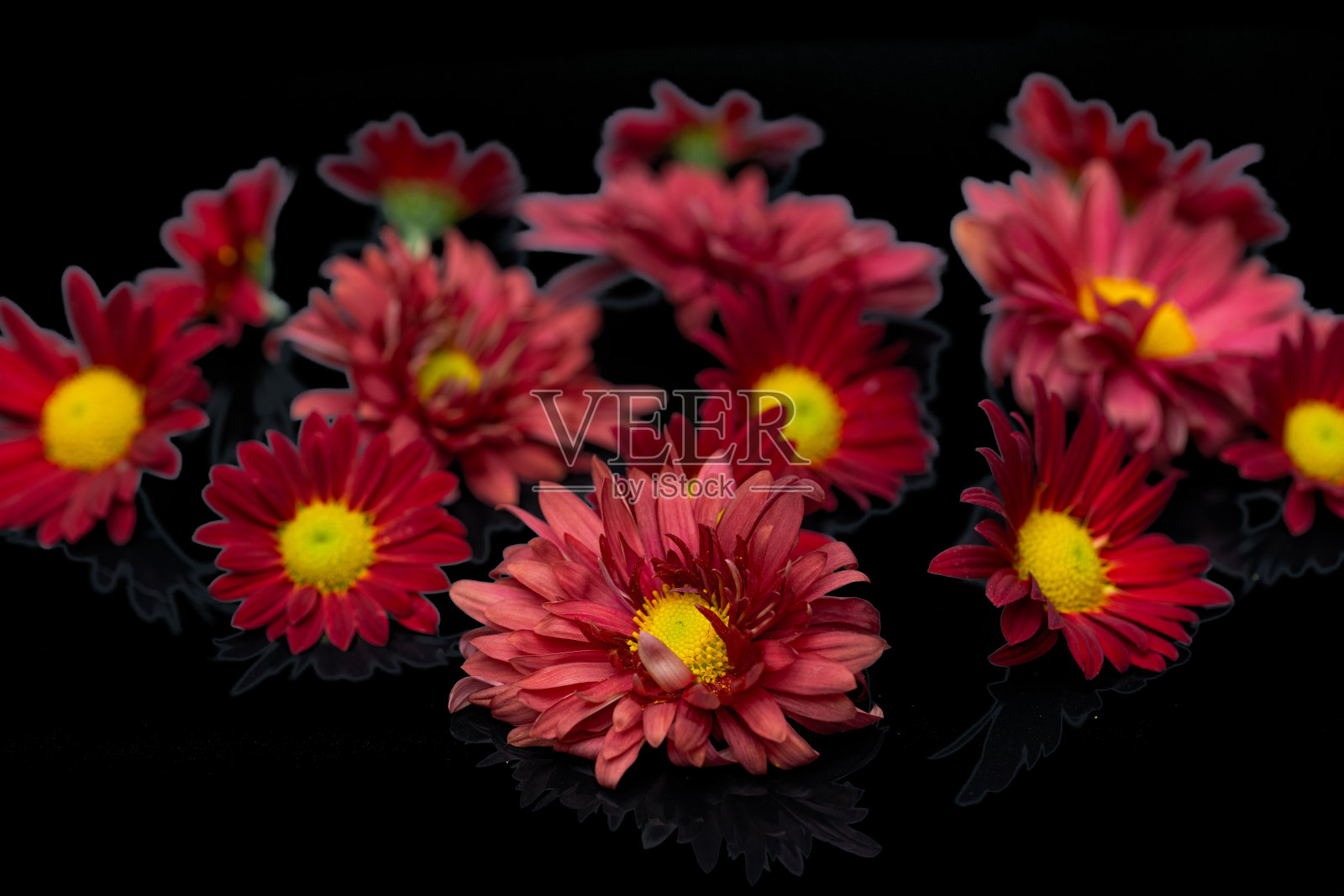 红色菊花照片摄影图片