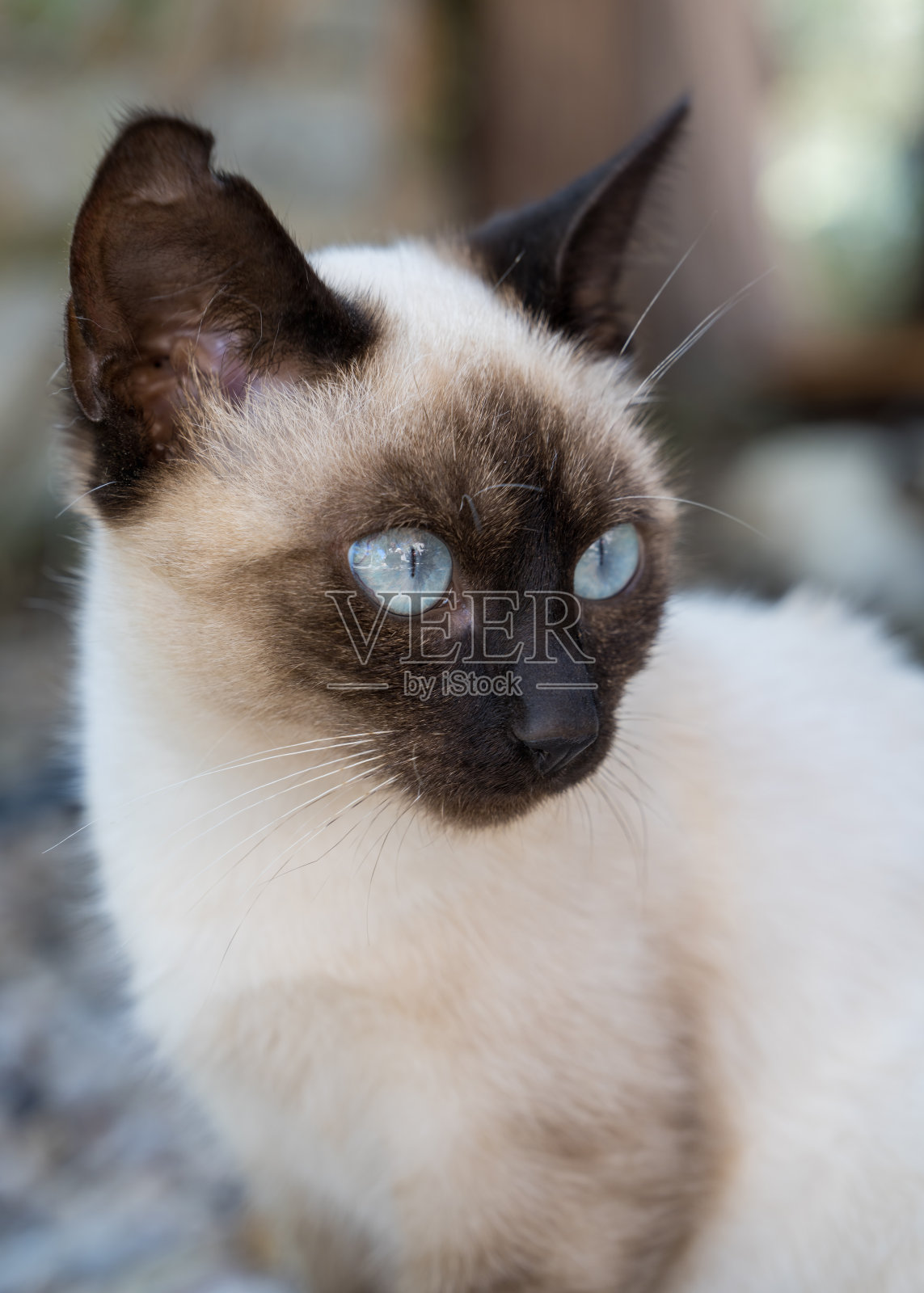 可爱的暹罗猫小猫在户外，耳朵撕裂照片摄影图片