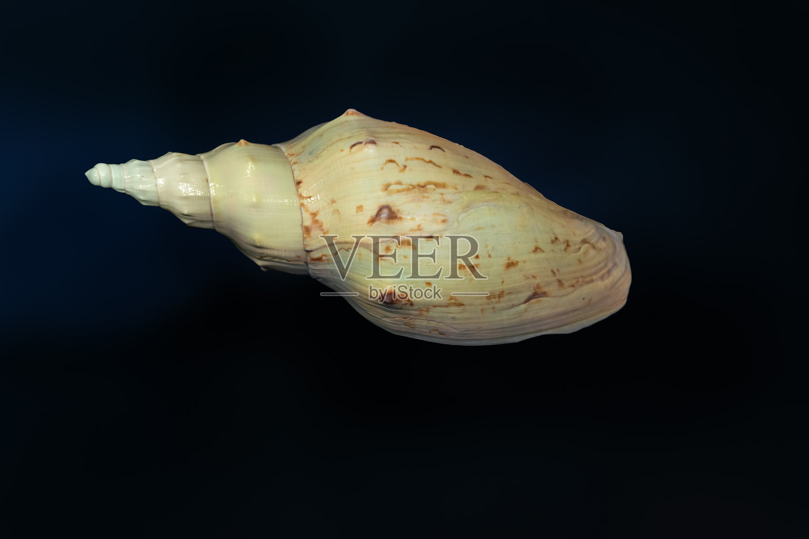 贝氏壳(学名:Adelomelon beckii) -贝壳照片摄影图片