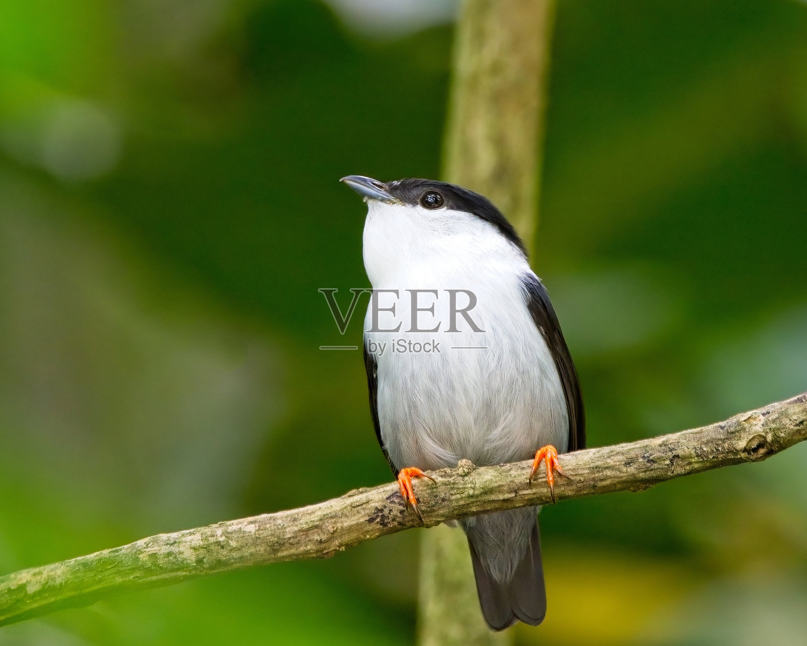 白胡子侏儒男02照片摄影图片