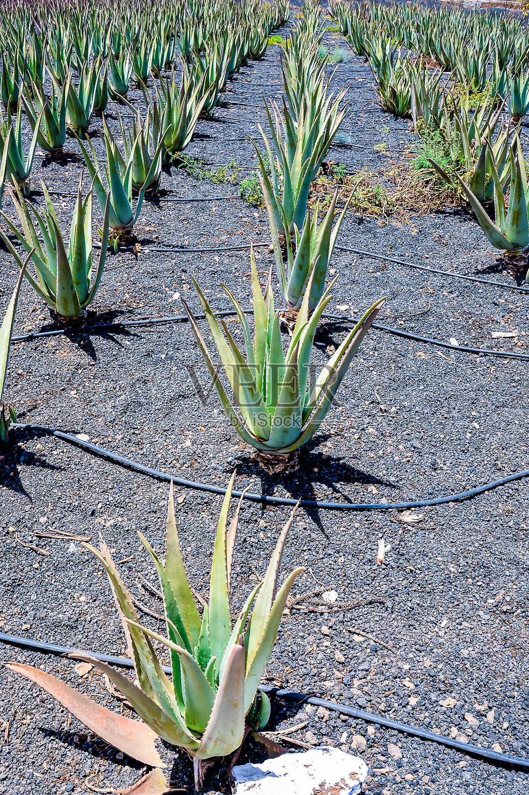 一片绿色植物的田野，背景为黑色照片摄影图片