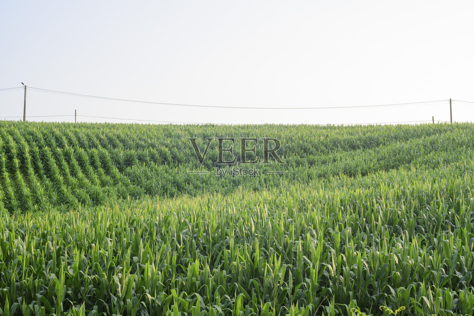 玉米田的地平线和电线杆照片摄影图片
