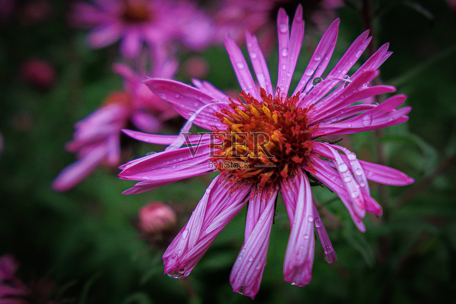 雨后的花朵照片摄影图片