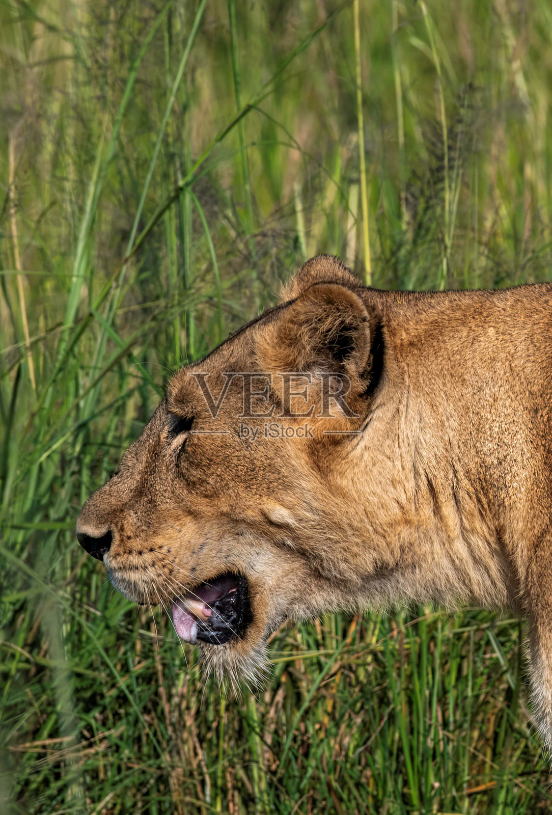 不安的母狮在草原上漫步照片摄影图片