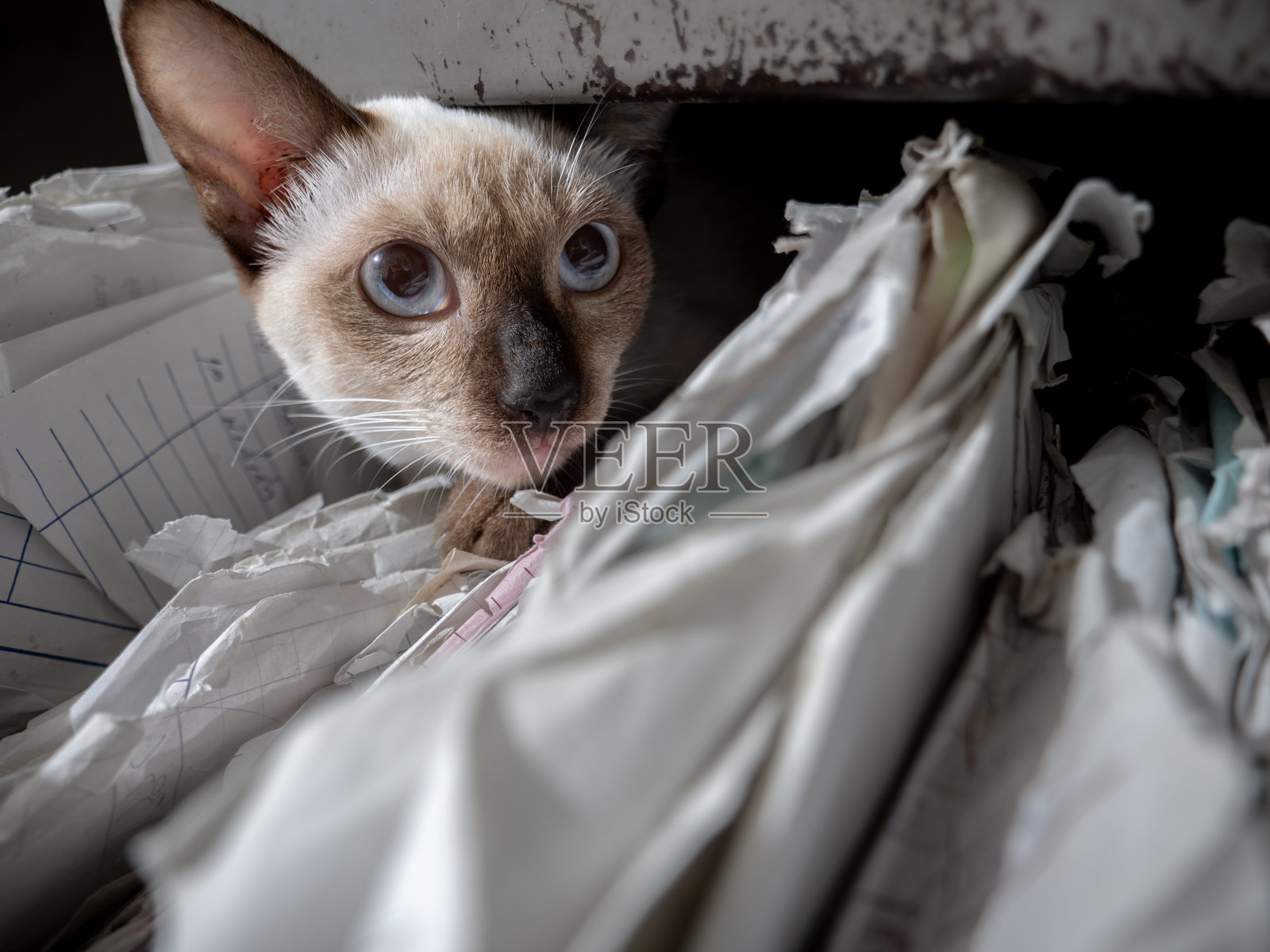 暹罗猫躲在一堆文件里照片摄影图片