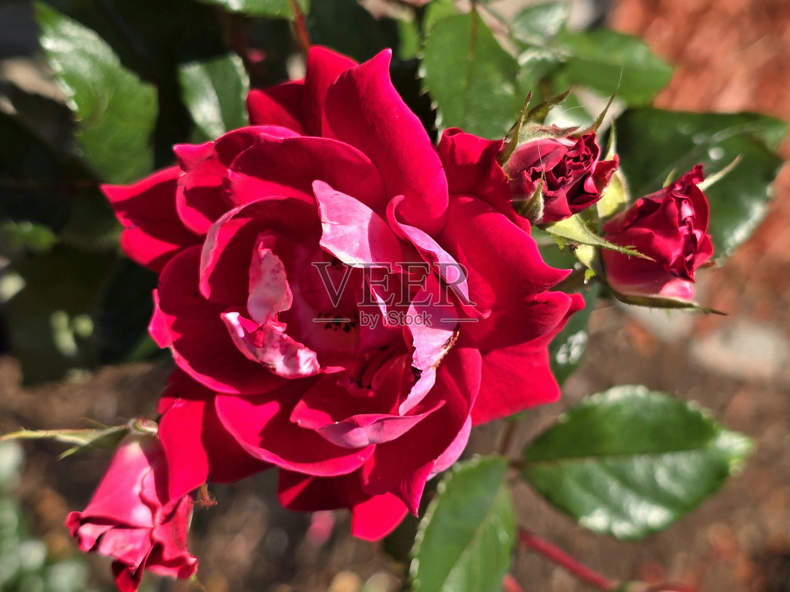 温哥华斯坦利公园海堤公共公园和休息区的多变花卉和植物照片摄影图片