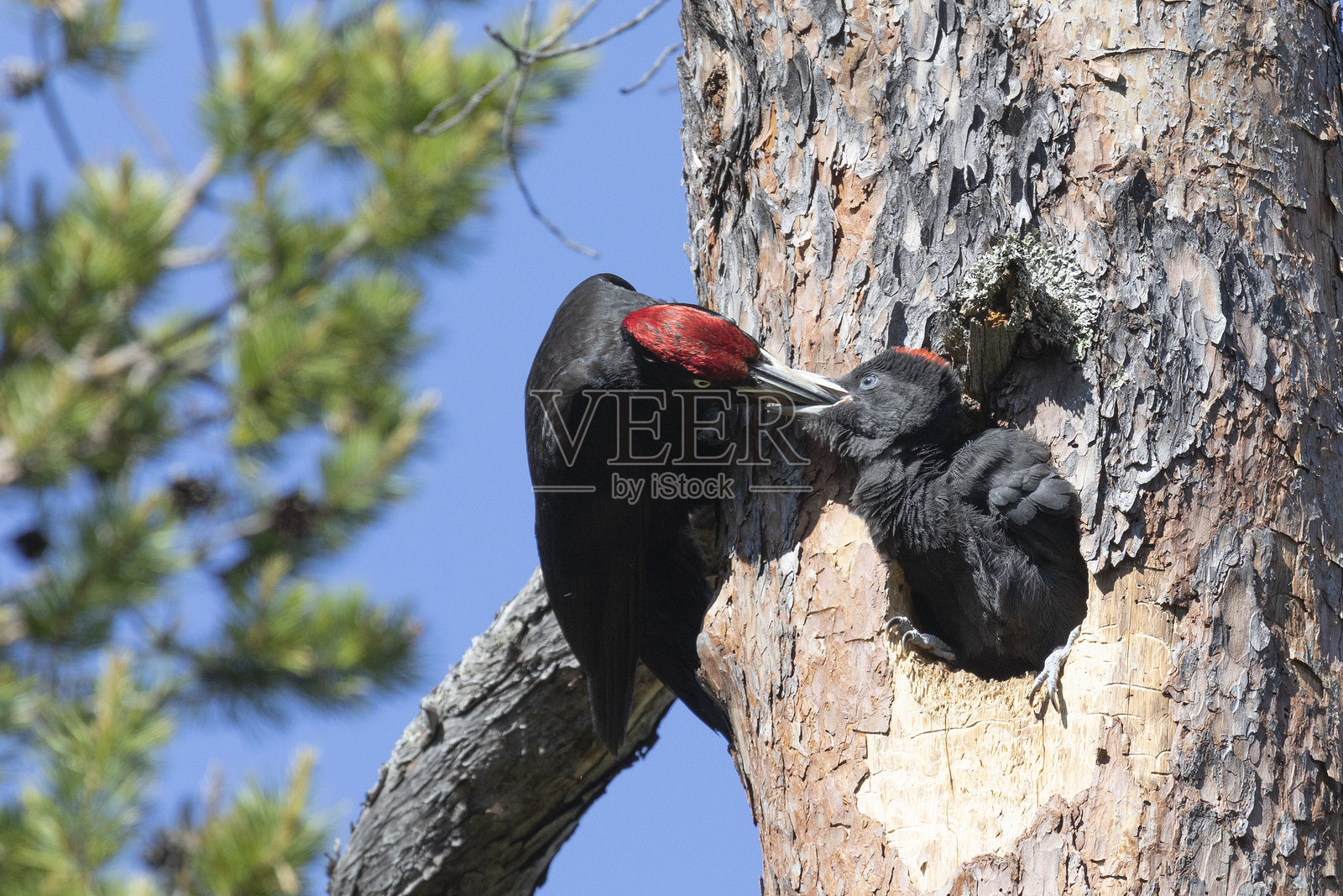 成年雄性黑啄木鸟正在喂小鸡照片摄影图片