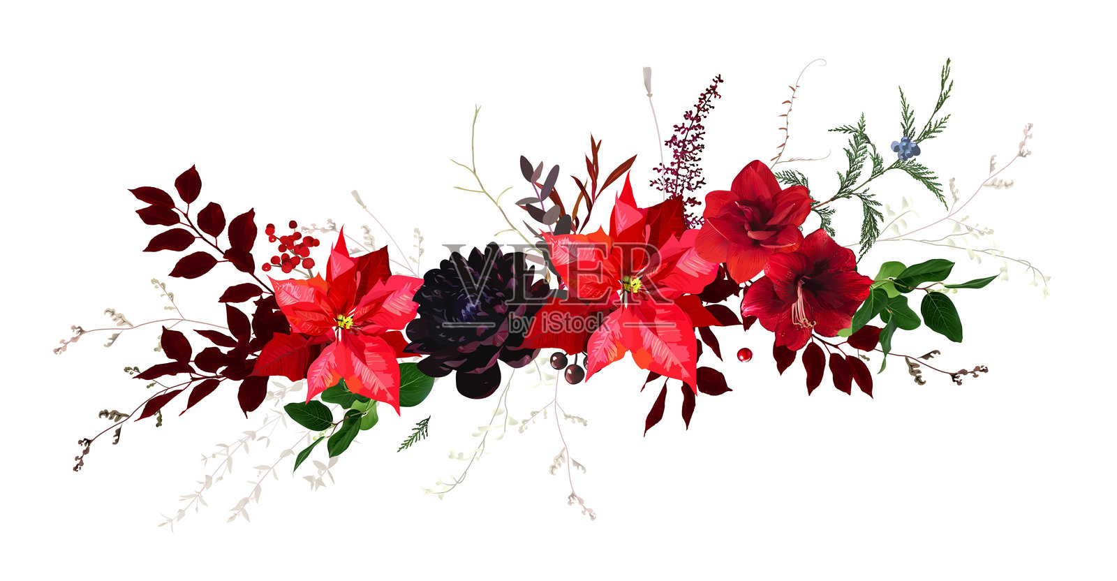 细腻的圣诞绿植，红色一品红，红色大丽花，菊花，酒红色叶子，冬季浆果矢量设计花环插画图片素材