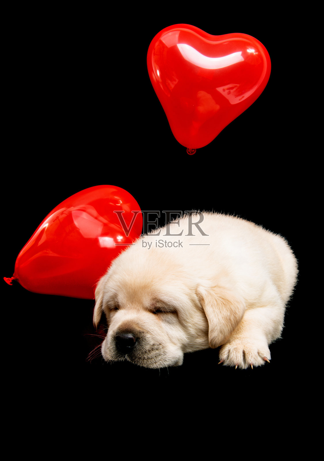 拉布拉多小狗照片摄影图片