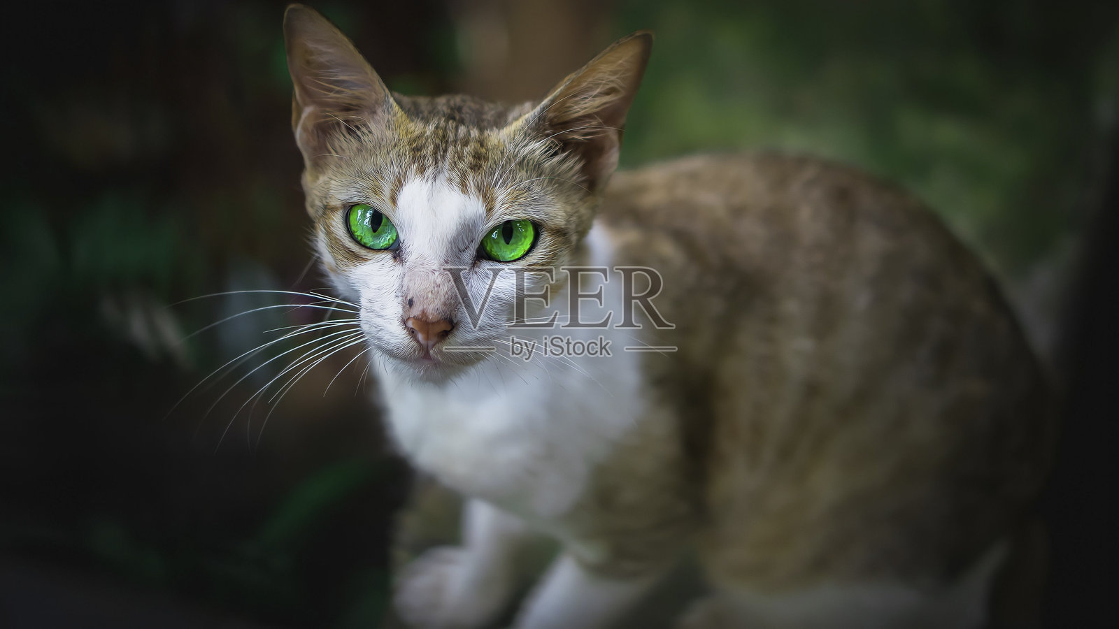 翡翠色的眼睛照片摄影图片