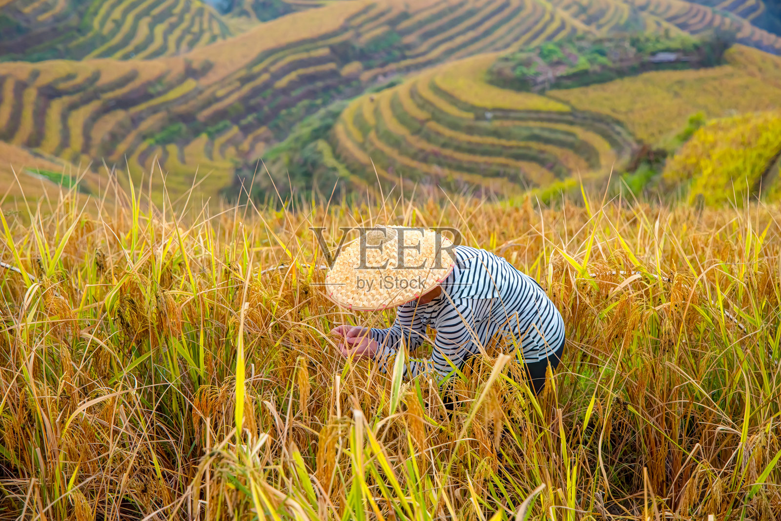 一位穿着黑色紧身裤和用篮子做成的锥形帽子的美丽女性走过稻田 - 广西桂林附近的龙胜梯田照片摄影图片