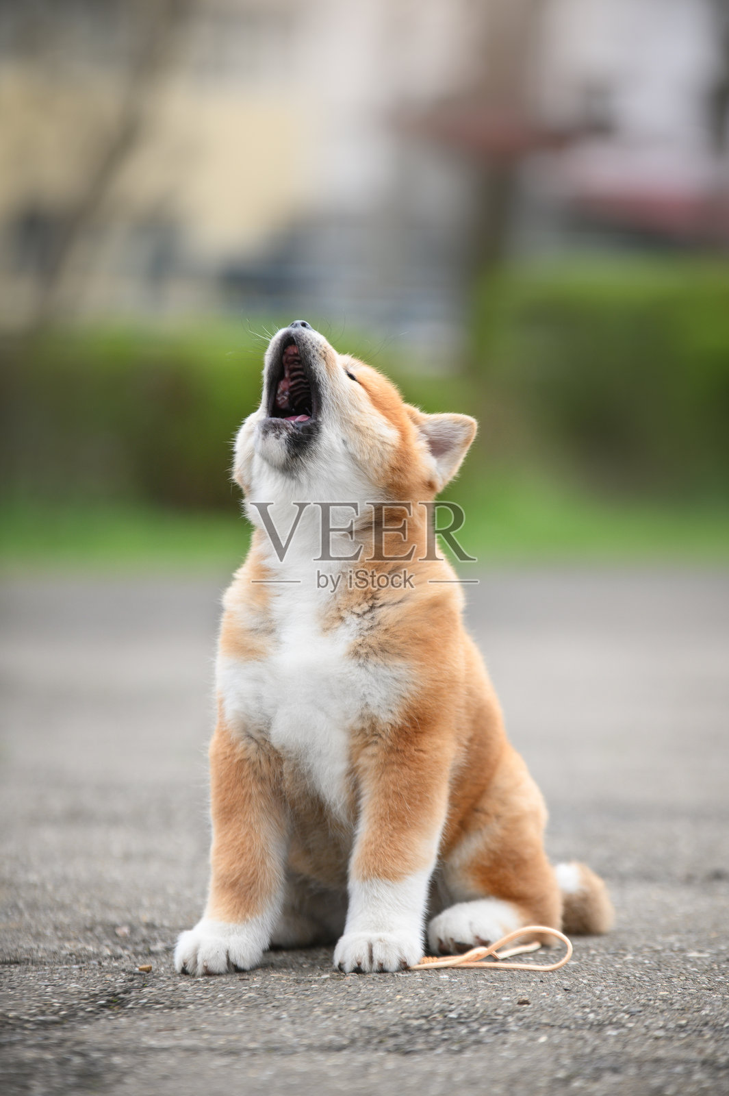 可爱的秋田犬狗坐在绿色的草地上嚎叫照片摄影图片