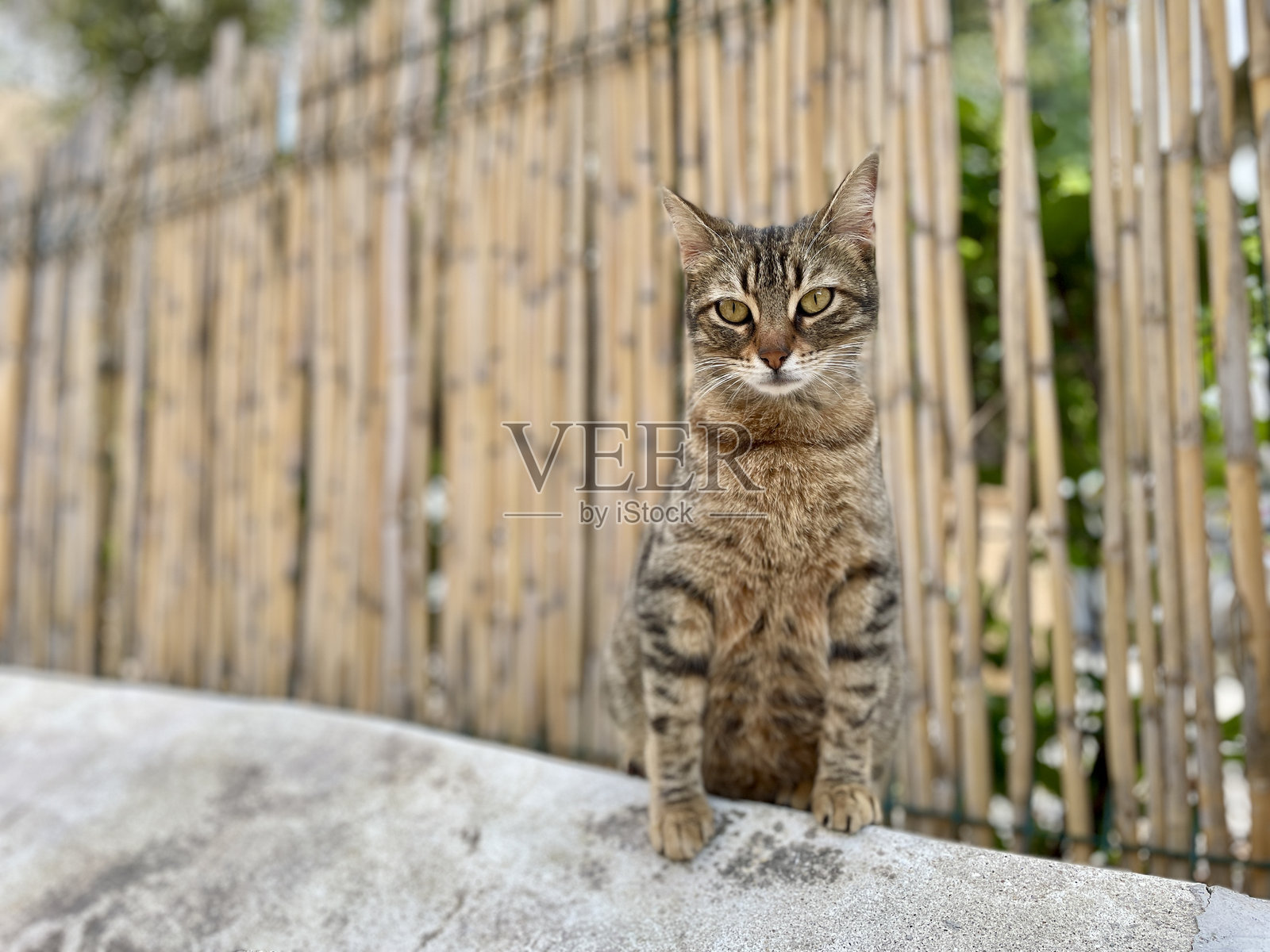 街道虎斑猫老村照片摄影图片