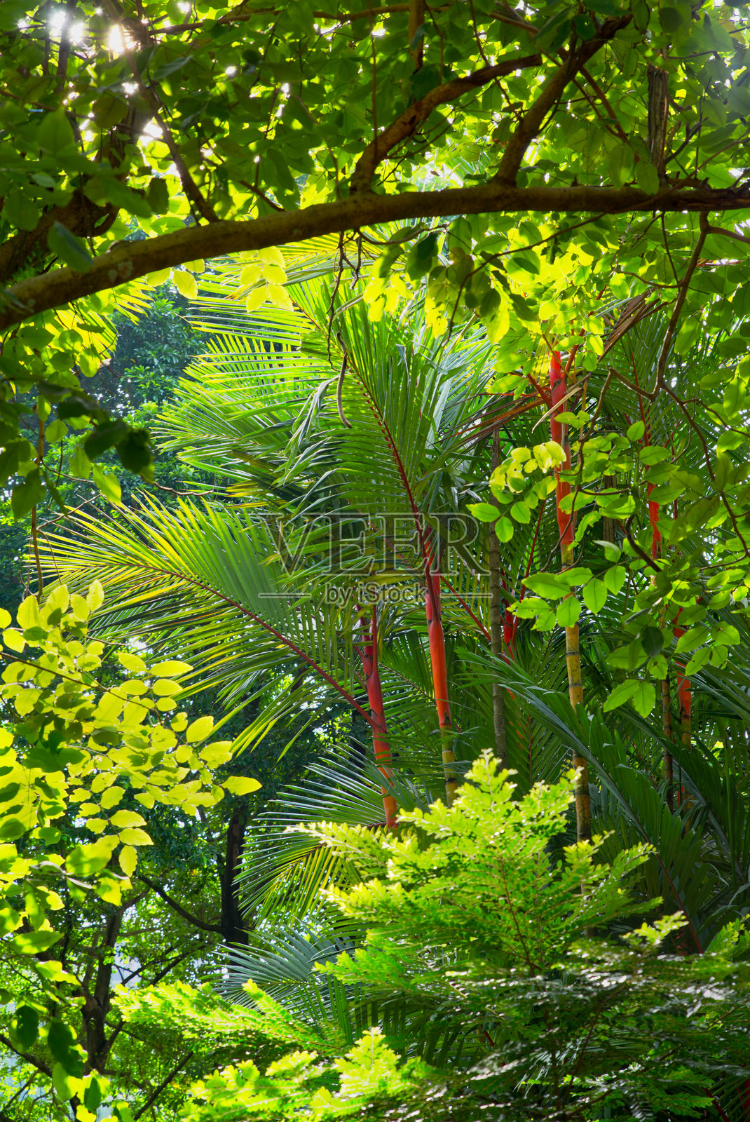 生机勃勃的森林景象照片摄影图片