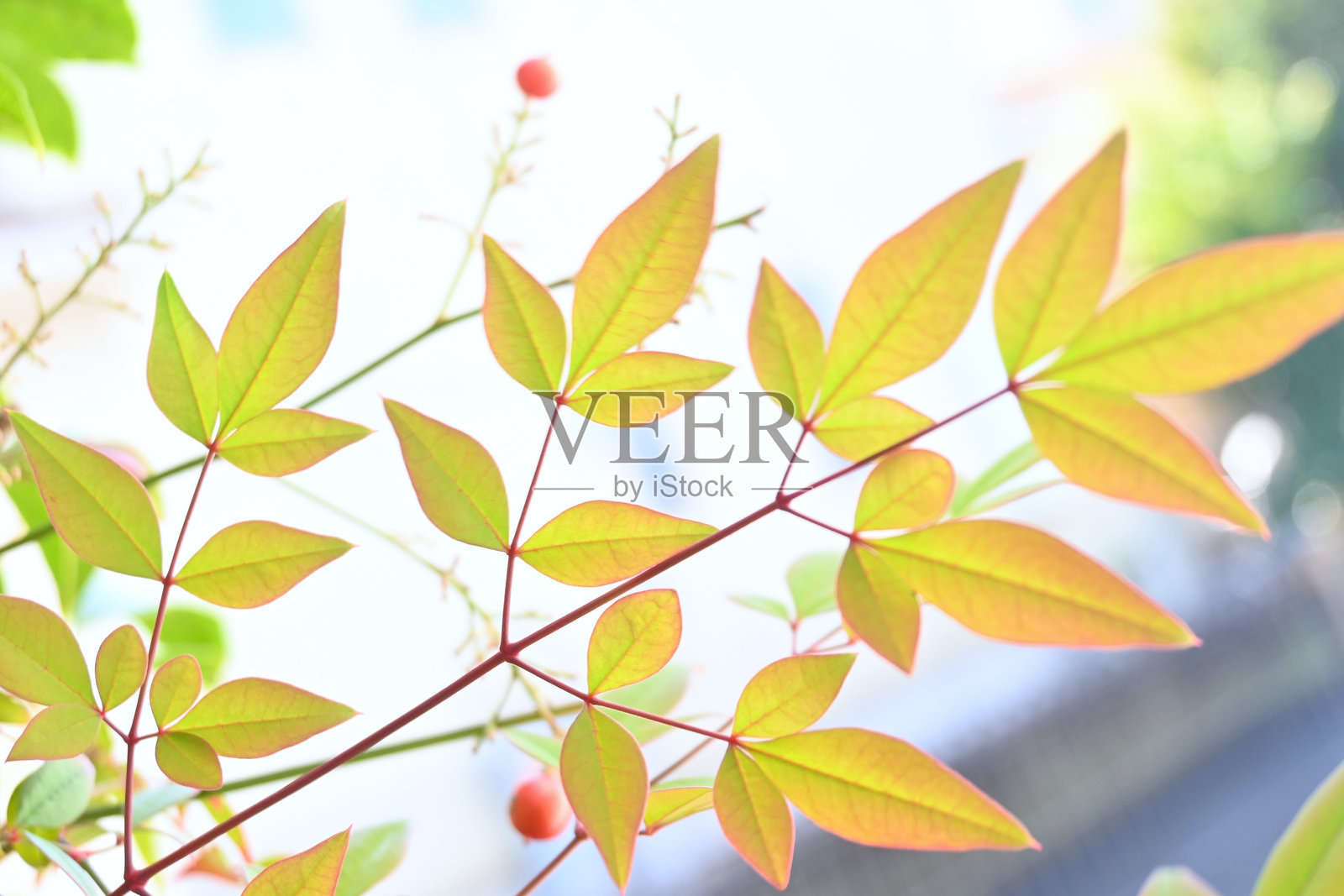 南天竹的秋叶。小檗科常绿灌木。照片摄影图片