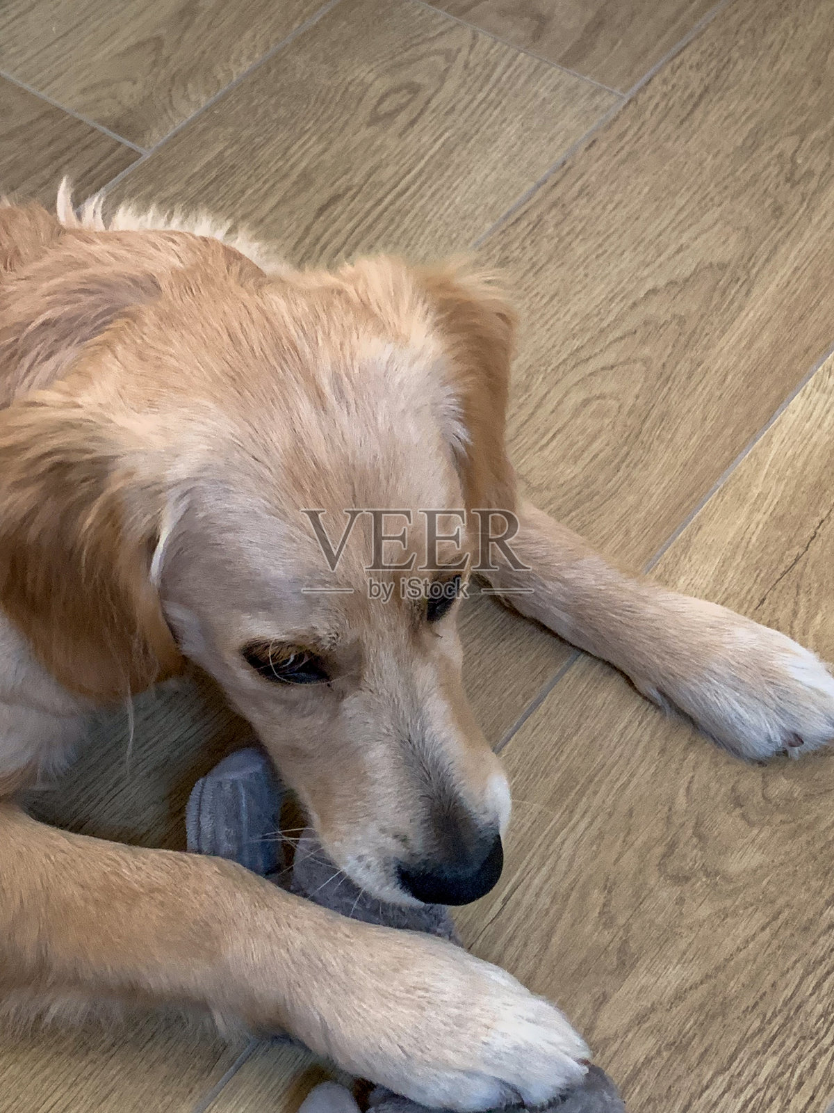 金毛寻回犬躺在地板上照片摄影图片