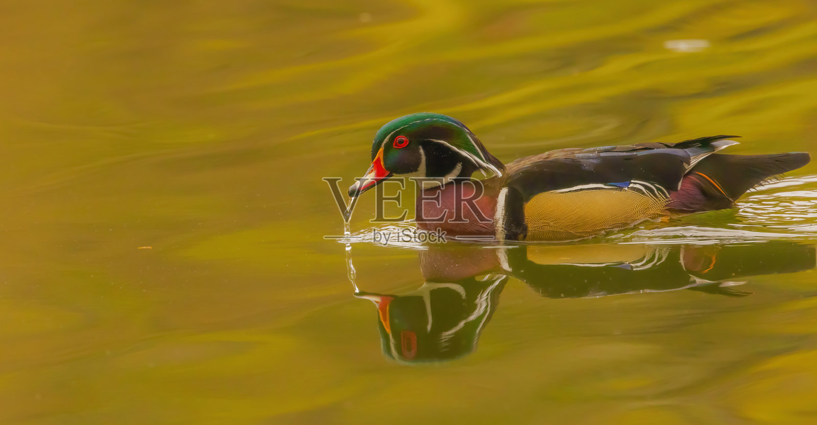 一只木鸭的倒影照片摄影图片
