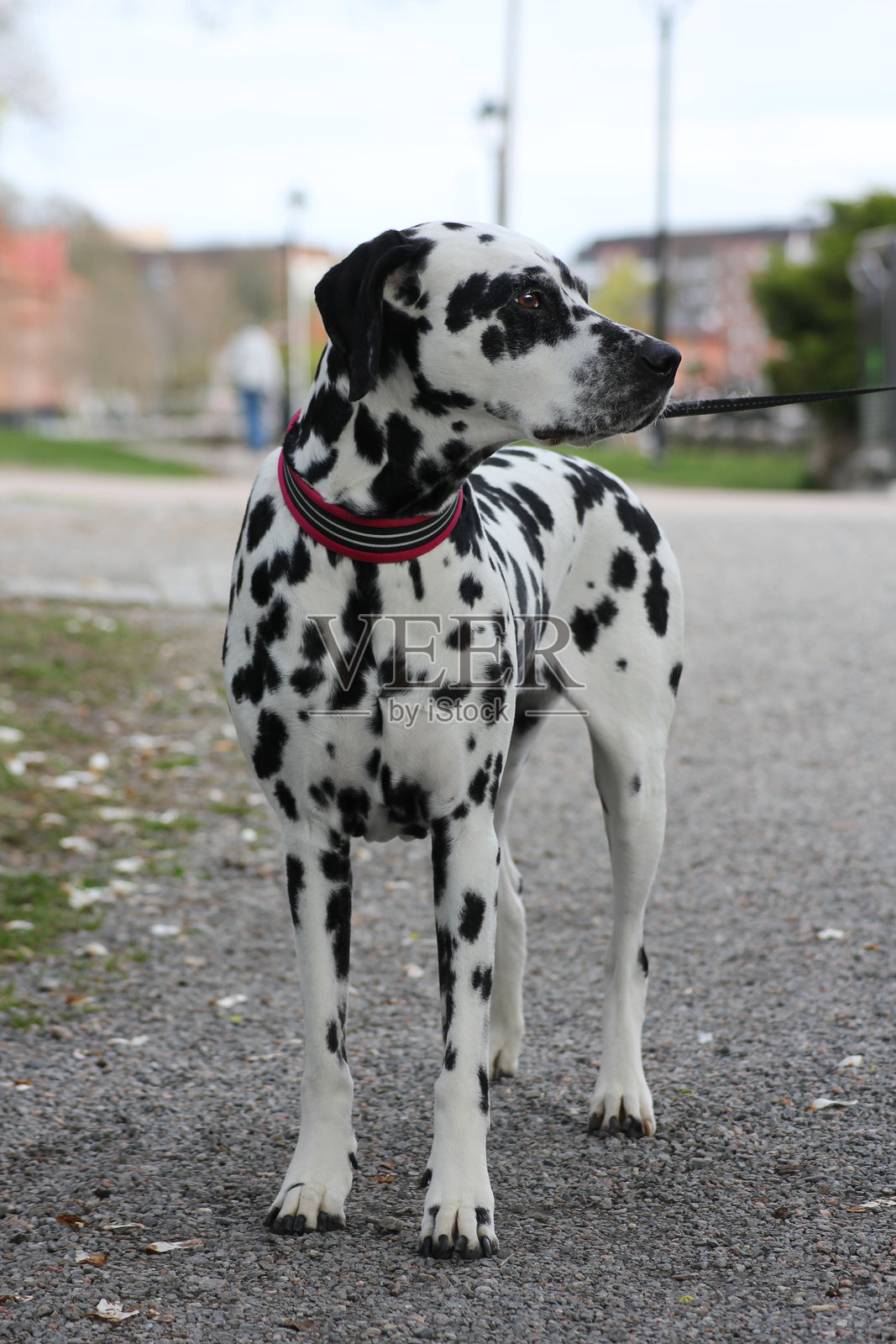 一只美丽而骄傲的达尔马提亚狗站在那里等待着它的下一个命令照片摄影图片